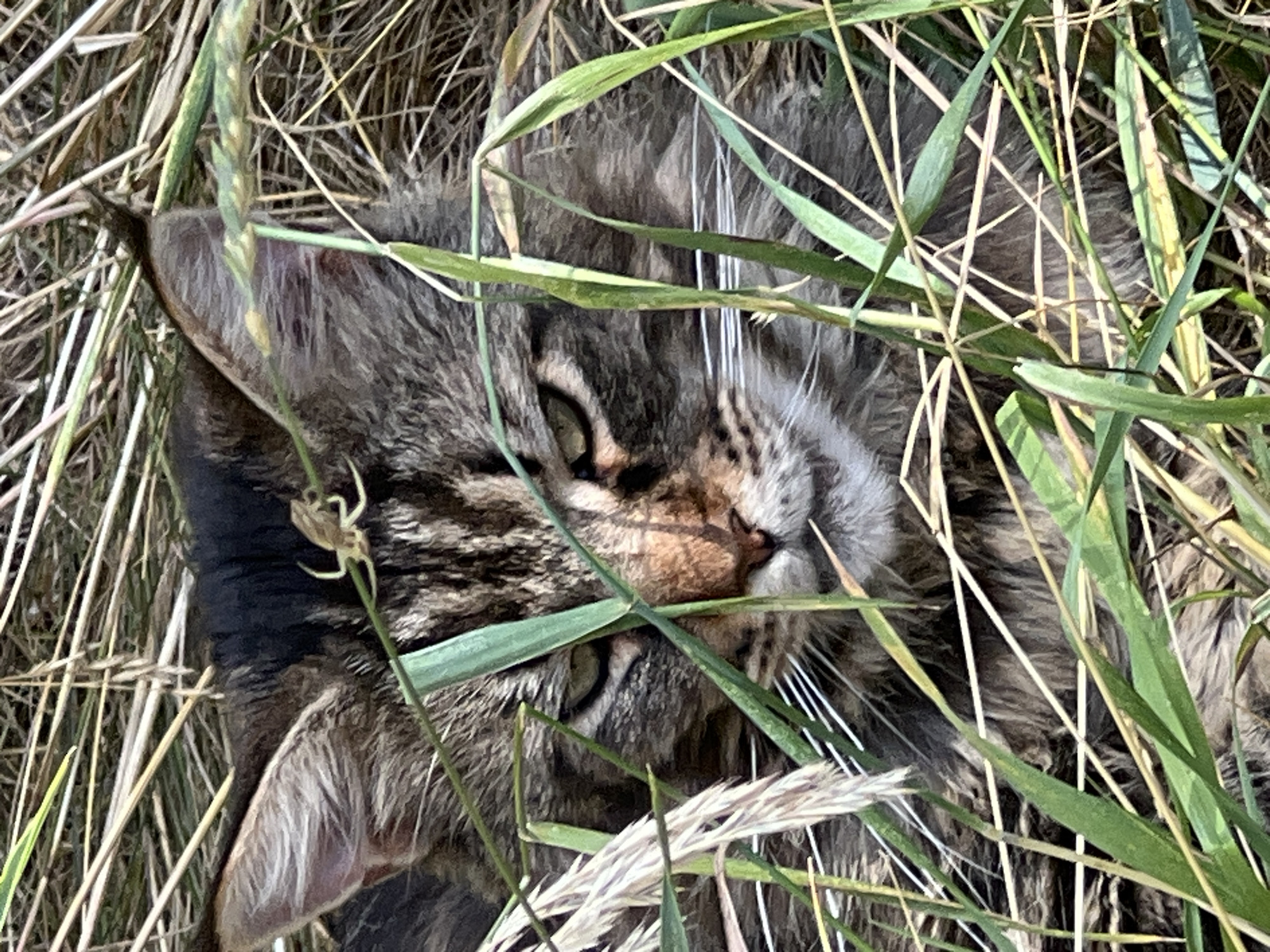A close-up, eye-level shot shows a tabby cat partially hidden in tall, dry grass and green stalks. The cat's face is the primary focus, with its green eyes looking directly at the camera. Its fur is a mix of brown, black, and grey tabby patterns. The cat's right ear is visible, showing its inner pinkish-brown color and fine fur. A small, light-brown spider is visible clinging to the fur on top of the cat's head, between its ears. The environment is natural and overgrown, with a sense of depth created by the overlapping blades of grass and foliage. The lighting suggests it is daytime, with sunlight casting shadows and highlighting textures in the scene. The cat appears alert and still. The specific location of Fontanka, Ukraine is not discernible from the image itself.
