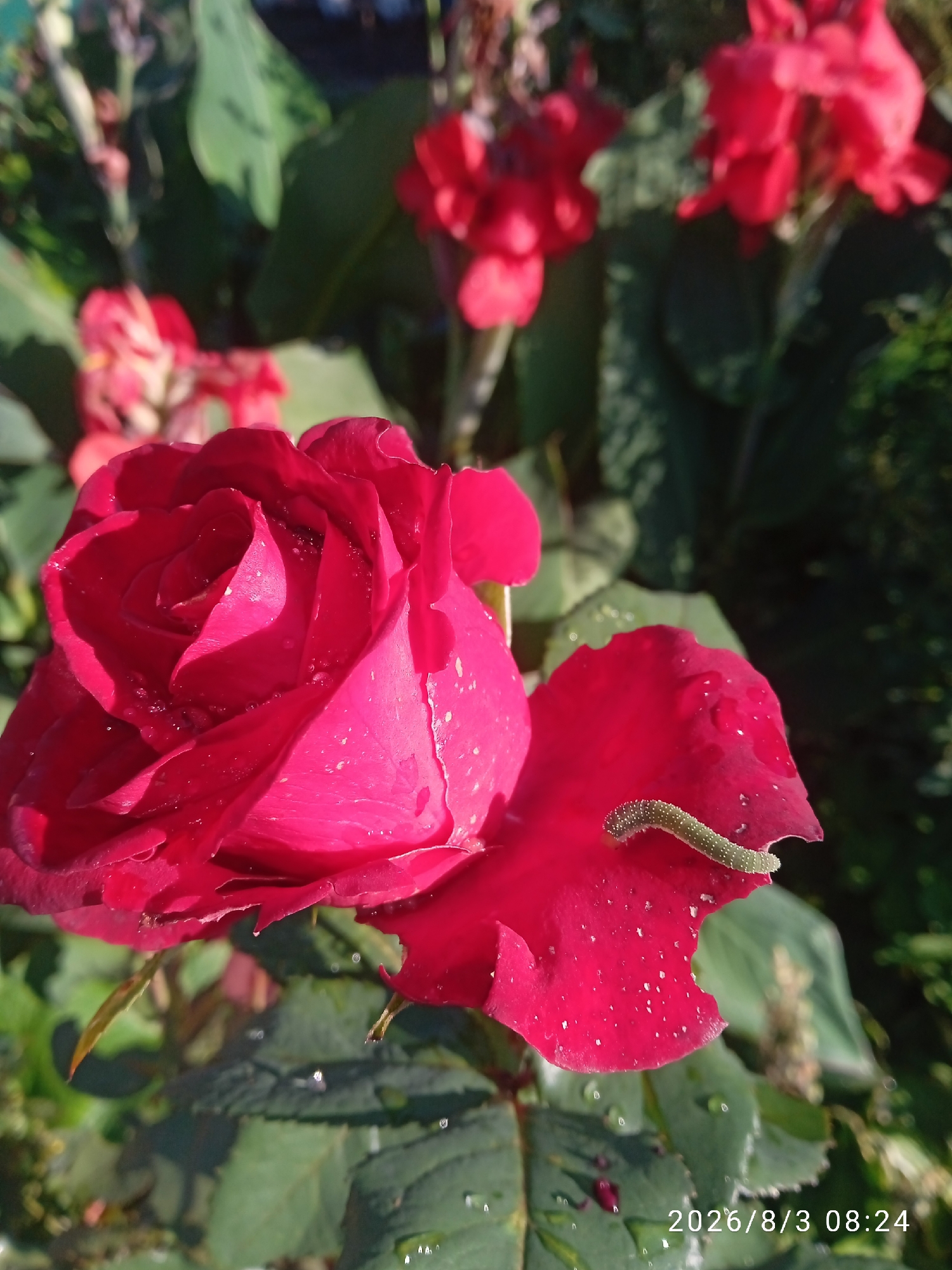 A close-up shot focuses on a vibrant red rose with dew drops on its petals. A small, green caterpillar with white spots is crawling on one of the rose's outer petals. In the background, out of focus, are other red flowers and lush green foliage, suggesting a garden setting. The sunlight casts shadows, indicating it's likely morning or late afternoon. The image has a timestamp in the bottom right corner: "2026/8/3 08:24". The location is Blagoveshchensk, Russia.