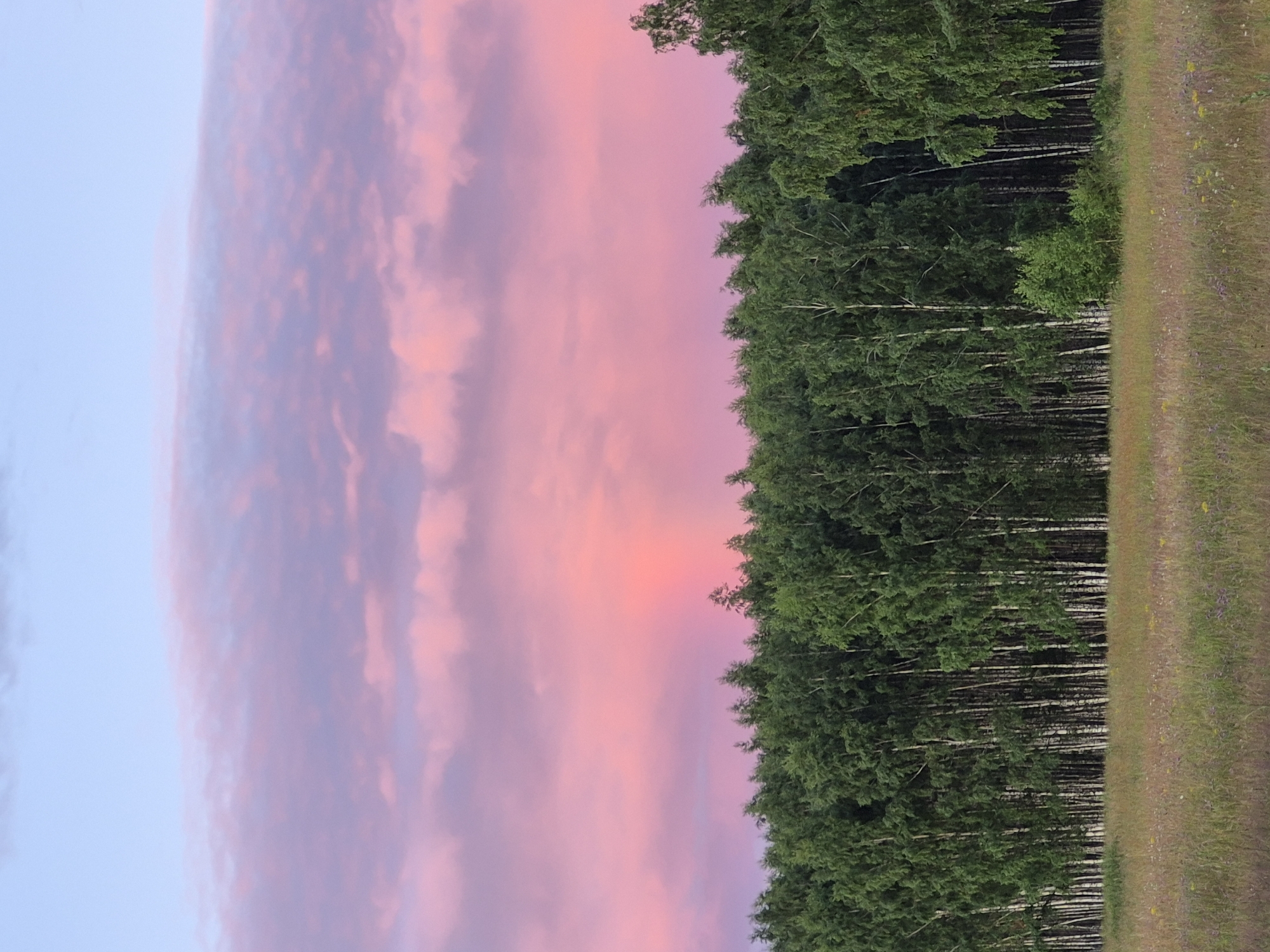 This image captures a serene natural scene in Sooblase, Estonia, likely during the late evening or early morning. The sky is a dominant feature, painted with soft hues of pink and purple as clouds drift across a pale blue expanse, indicating a sunset or sunrise. To the right, a dense forest of tall green trees, interspersed with the white trunks of birch trees, creates a striking contrast with the ethereal sky. The trees form a wall, suggesting the edge of a woodland. Adjacent to the forest is a strip of dry, golden-brown grass with scattered wildflowers, hinting at a meadow or a roadside verge. The overall impression is one of tranquility and natural beauty, with the soft, diffused light contributing to a peaceful and contemplative mood. No people, objects, or text are visible in the image.