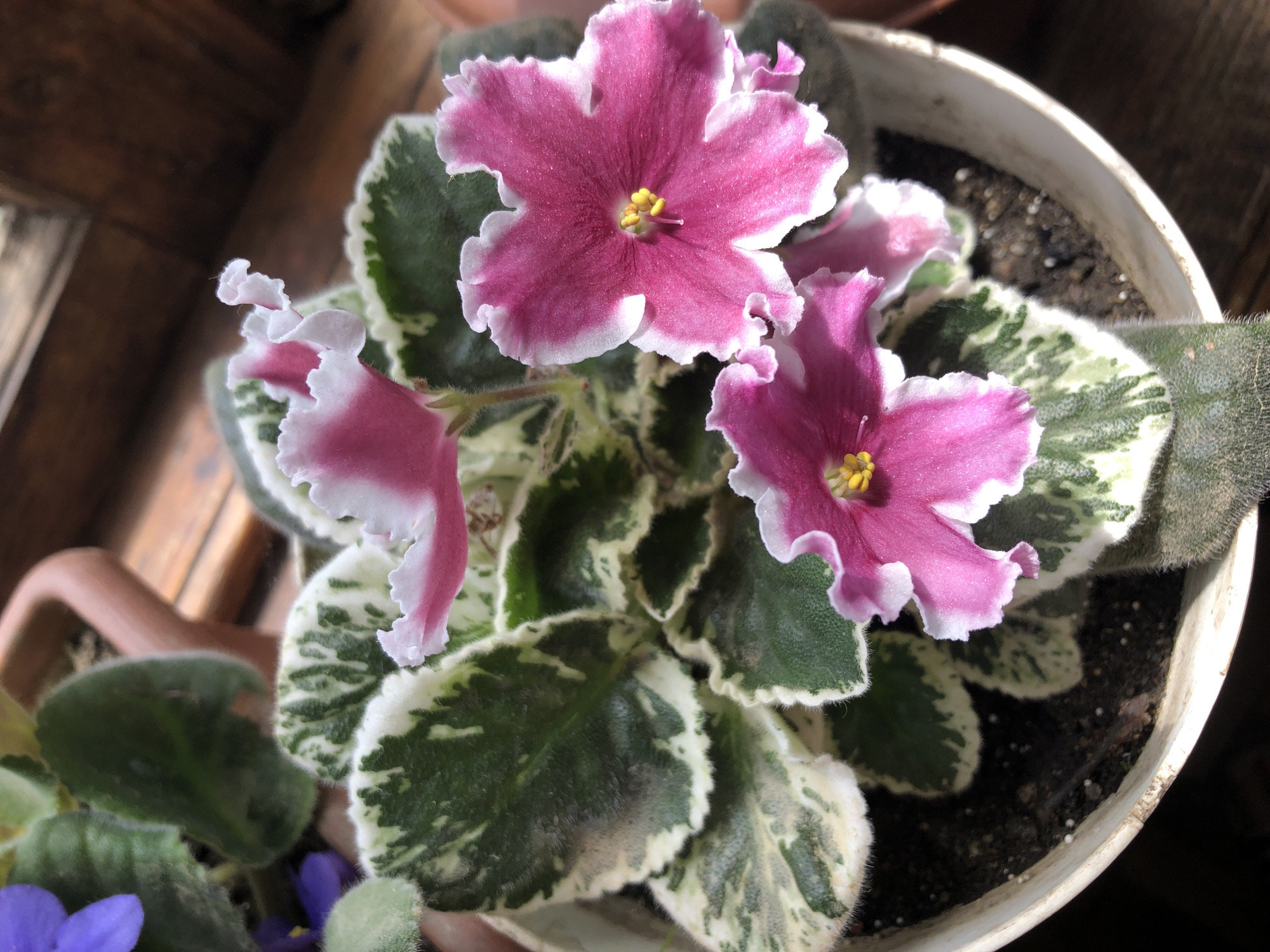A close-up, eye-level shot shows a variegated African violet plant in a white plastic pot, indoors. The plant has heart-shaped, fuzzy leaves with green centers and irregular white edges. Several pink and white flowers with ruffled petals and yellow centers are in bloom. The pot sits on a dark wooden surface, possibly a windowsill. In the background, blurred brown pottery and part of a window frame are visible. The lighting suggests it is daytime, with sunlight casting shadows. The scene is devoid of human presence. There is no indication of the city of Chiatura, Georgia, or any specific urban context in the image.