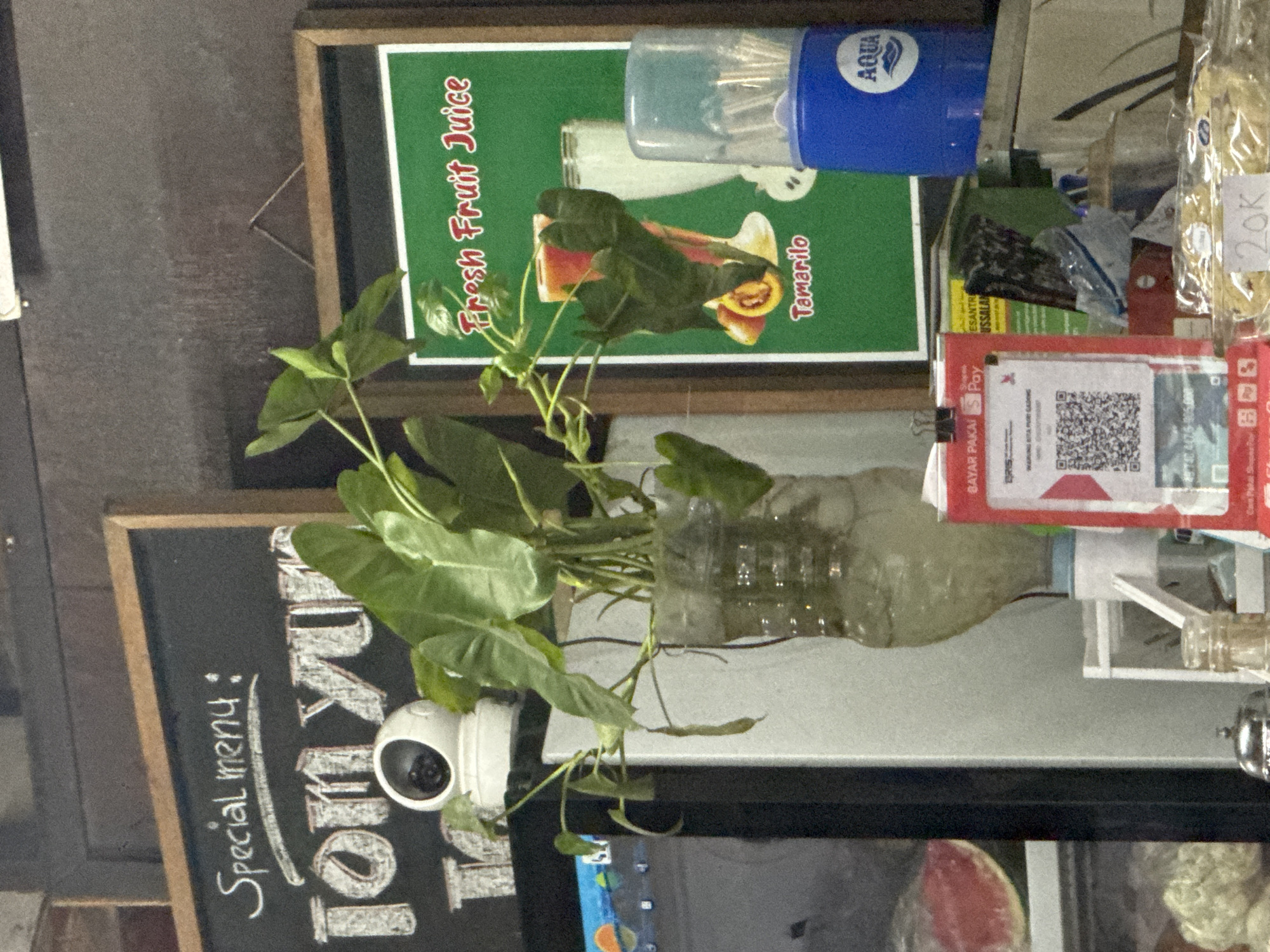 This is a medium shot, eye-level, slightly angled photograph of a market stall in Kuta Selatan, Indonesia. In the foreground, to the left, is a black chalkboard with white chalk writing that reads "Special menu: tom yum". Below this, a white security camera is visible. To the right of the chalkboard is a green sign with white and red lettering that says "Fresh Fruit Juice" and a picture of two glasses of juice with tamarillo fruit. Below the sign, a blue dispenser with an AQUA logo is visible. In the center of the image, a plant in a clear plastic bottle is prominent, with large green leaves. A QR code payment stand is also visible on the right. The background is dark and indistinct.