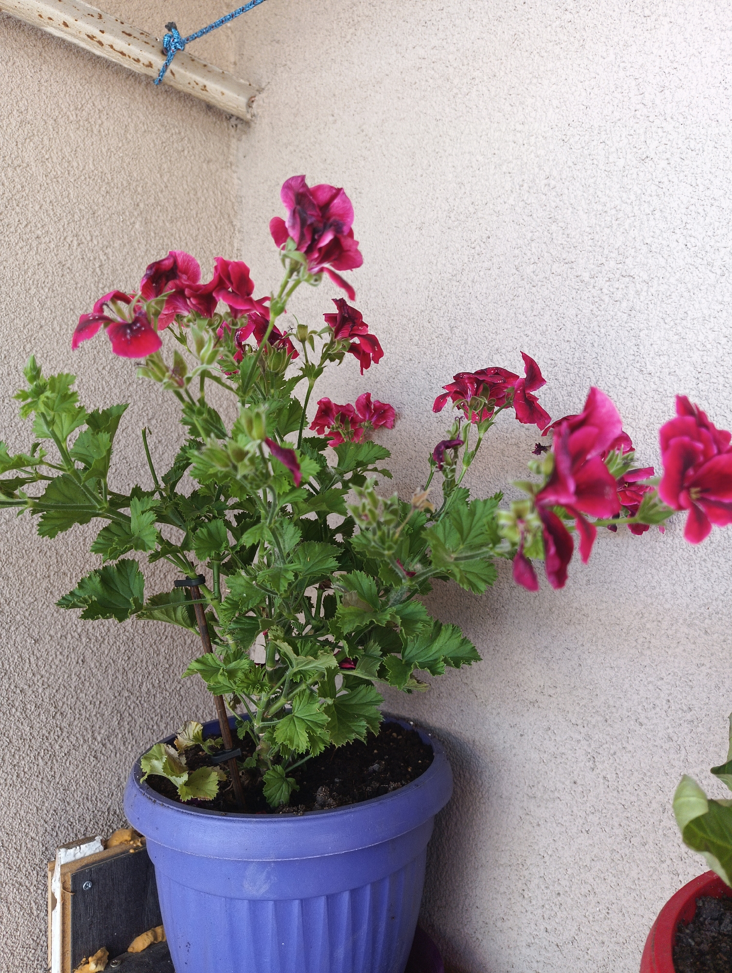 A potted geranium plant with dark pink flowers sits in front of a textured, light-colored wall. The plant is in a fluted, purple plastic pot. The leaves are green and somewhat serrated. The flowers are clustered on stems that rise above the foliage. Some of the flowers are in full bloom, while others are buds. A wooden stake, partially visible, supports the plant. In the upper left corner, a piece of weathered wood is attached to the wall by a blue rope. The overall scene appears to be outdoors, possibly on a balcony or patio, given the wall texture and the presence of another pot partially visible in the lower right corner. The lighting suggests it is daytime, with no strong shadows indicating harsh sunlight. No text is visible in the image.