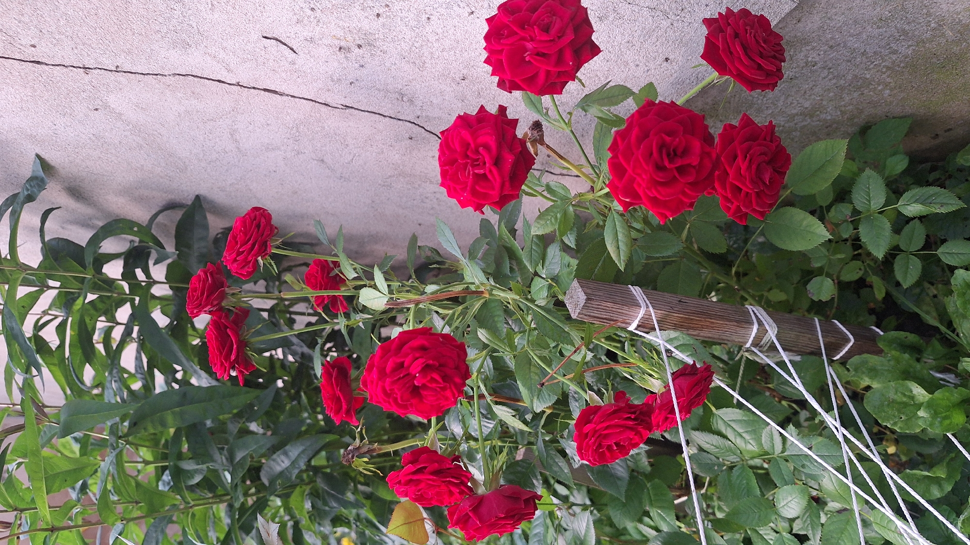 In the city of Unknown, Latvia, a cluster of vibrant red roses is in bloom against a rough, textured wall. The roses, in various stages of opening, are a deep crimson hue and are supported by green stems and leaves. Some of the rose stems are tied to a wooden stake with white twine, suggesting they are being trained or supported. The background wall is a light, neutral color with visible cracks and imperfections. The overall scene depicts a garden setting, likely outdoors, with the roses as the primary focal point.