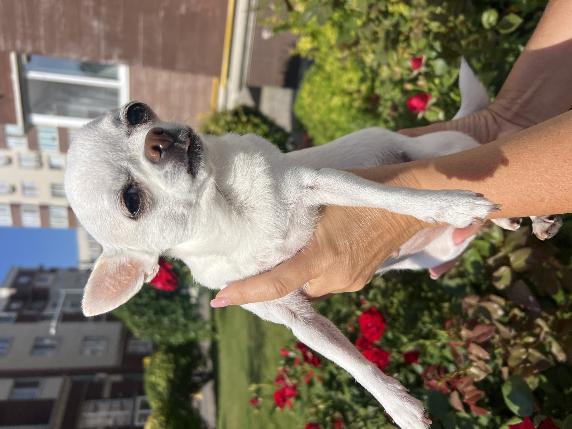 A white chihuahua is being held by a person's hands outdoors. The dog is facing the camera with its head slightly tilted. The background shows a residential building with windows and balconies, green bushes, and red roses in bloom. The scene appears to be in Kryzhanivka, Ukraine, under a clear blue sky.