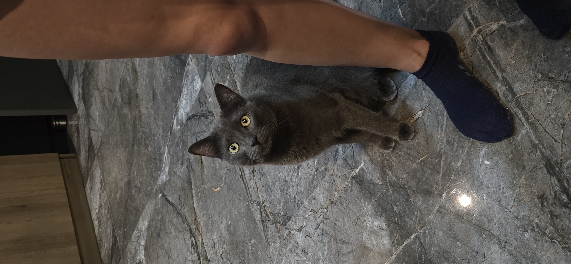 A grey cat with yellow eyes is sitting on a marble floor, looking upwards. Next to the cat is a person's leg, wearing a dark blue sock. In the background, a wooden cabinet is visible. The scene appears to be indoors. The location is not specified as being in the city of Vratsa, Bulgaria.
