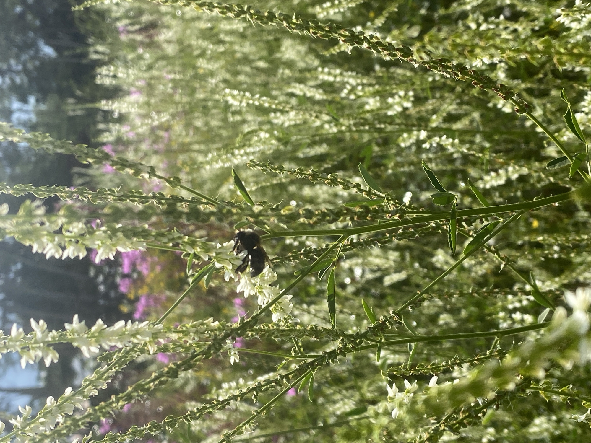 In a field of white wildflowers, a bumblebee rests on a stalk. The background is a blur of more wildflowers and trees. The image was taken on a sunny day in Haines Junction, Canada.