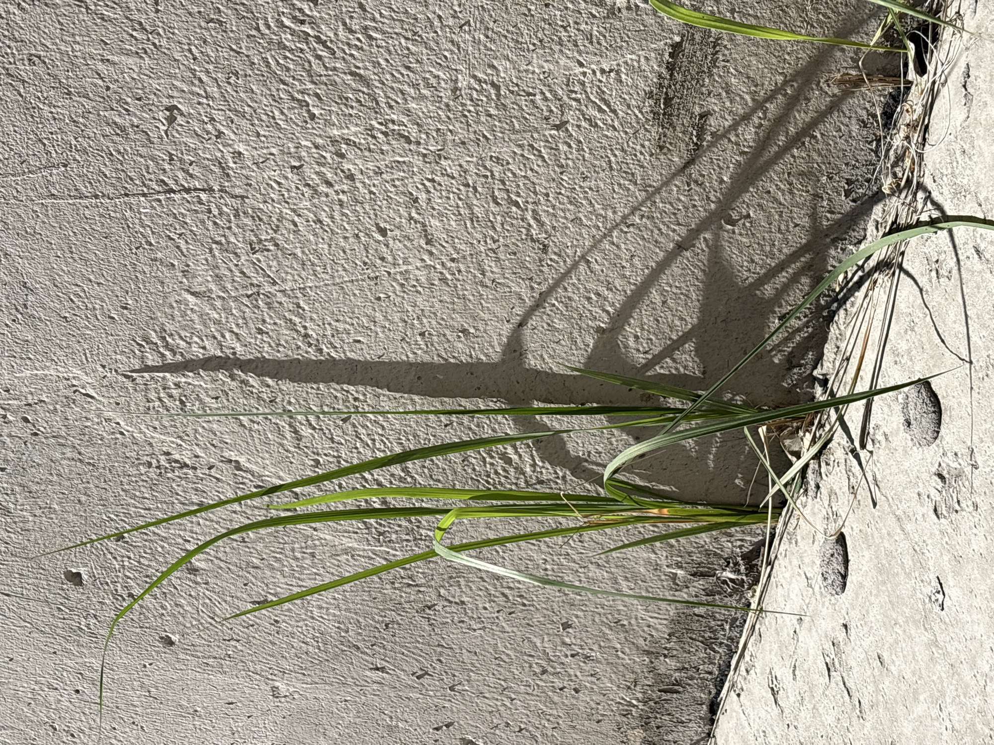 A close-up shows grass growing in the crack between two concrete surfaces. The concrete has a textured, rough finish. Sunlight casts shadows of the grass onto the concrete. The exact location in Unknown, Unknown, cannot be determined based on the image.