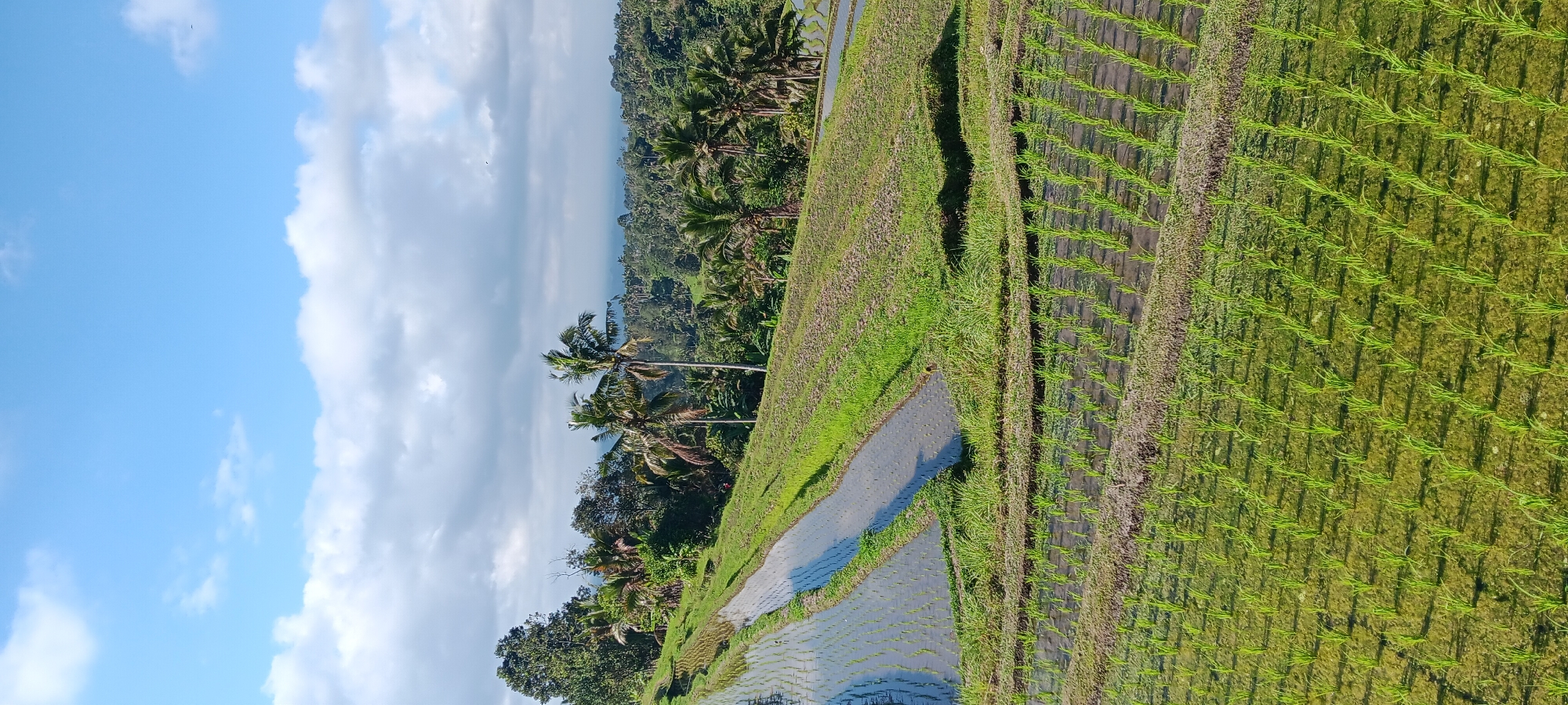 The image depicts a terraced rice paddy field in Penebel, Indonesia, under a partially cloudy sky. The foreground shows rows of young rice seedlings planted in flooded terraces. Moving up the slope, there are more mature rice plants and grassy areas. Further back, a dense tropical forest with palm trees and other vegetation covers the hills. The sky is a vibrant blue with scattered white clouds, some of which are dark and appear to be gathering. The overall impression is one of a lush, agricultural landscape bathed in natural light. There are no people or animals visible in the image.