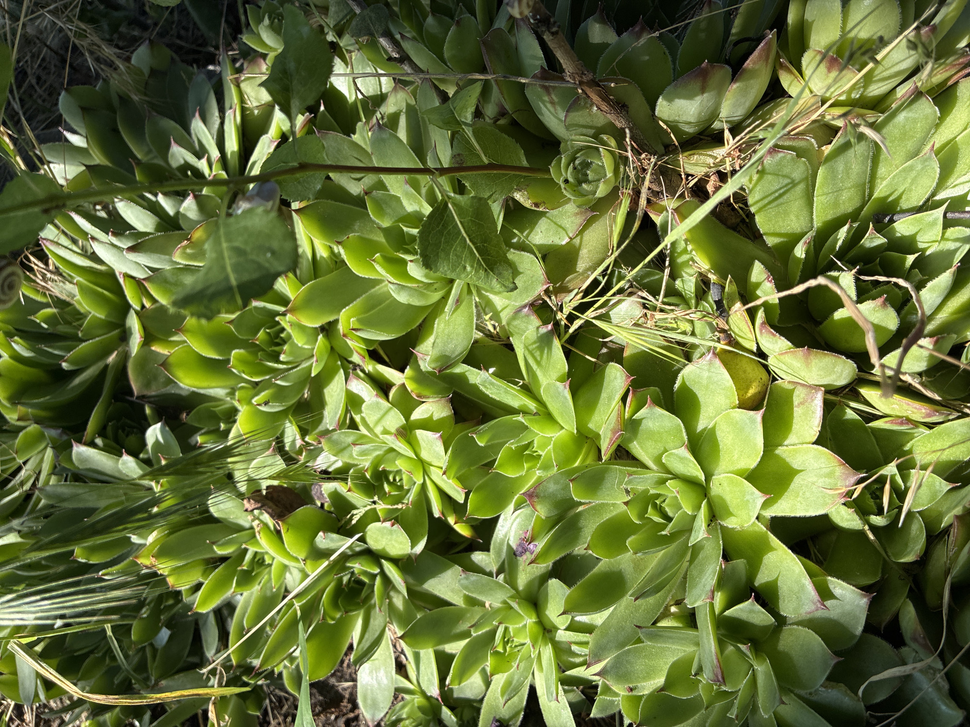 A close-up, overhead shot shows a cluster of vibrant green succulents in Zhirnov, Russia. The plants, characterized by their fleshy, layered leaves that form rosettes, are bathed in bright sunlight, casting distinct shadows across their surfaces. Some leaves exhibit a reddish-brown hue at their tips. Dry grass stalks and thin, dark brown twigs are interspersed among the succulents, adding texture and a sense of natural growth. The background is obscured by shadow, hinting at a dense, possibly rocky or dry soil environment. No people or animals are visible in the scene.