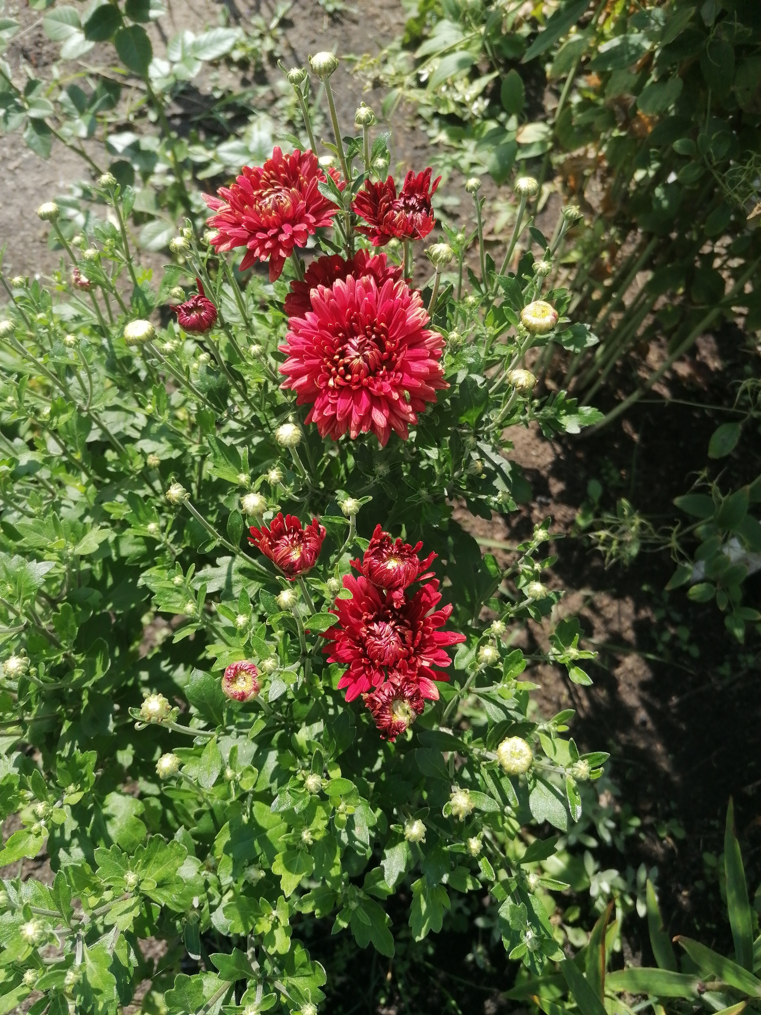 A close-up, high-angle shot captures a cluster of vibrant red chrysanthemums with numerous buds in varying stages of development, set against a backdrop of green foliage and dark soil. The flowers are the primary focus, with their intricate petal structures clearly visible. The scene appears to be outdoors, possibly in a garden or park. No people are present in the image, and the setting does not provide any specific clues to indicate it is located in the city of Мыльниково, Russia.