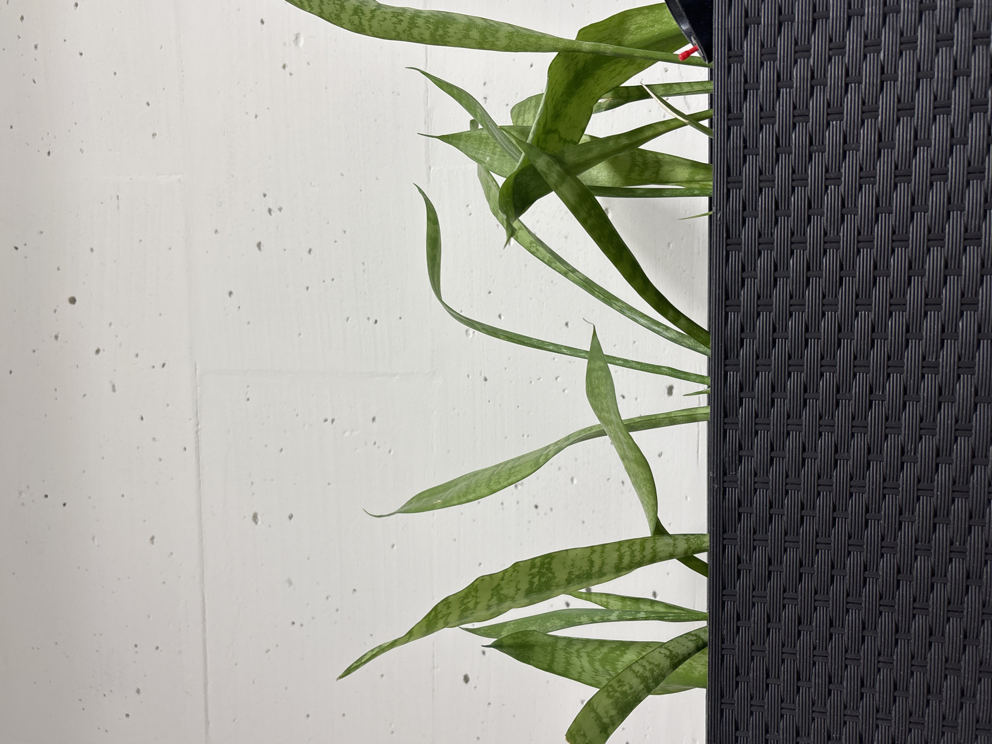 The image depicts a close-up view of green snake plant leaves against a white, textured wall. To the right of the plant, a portion of a dark, woven material is visible, suggesting it might be part of a planter or furniture. The lighting is bright, indicating it is daytime, and there are no clear indicators of weather conditions. The scene appears to be indoors, possibly in a home or office setting, given the presence of a houseplant. No people are visible in the frame. There is no discernible text in the image. The overall mood is neutral and focused on the natural elements.