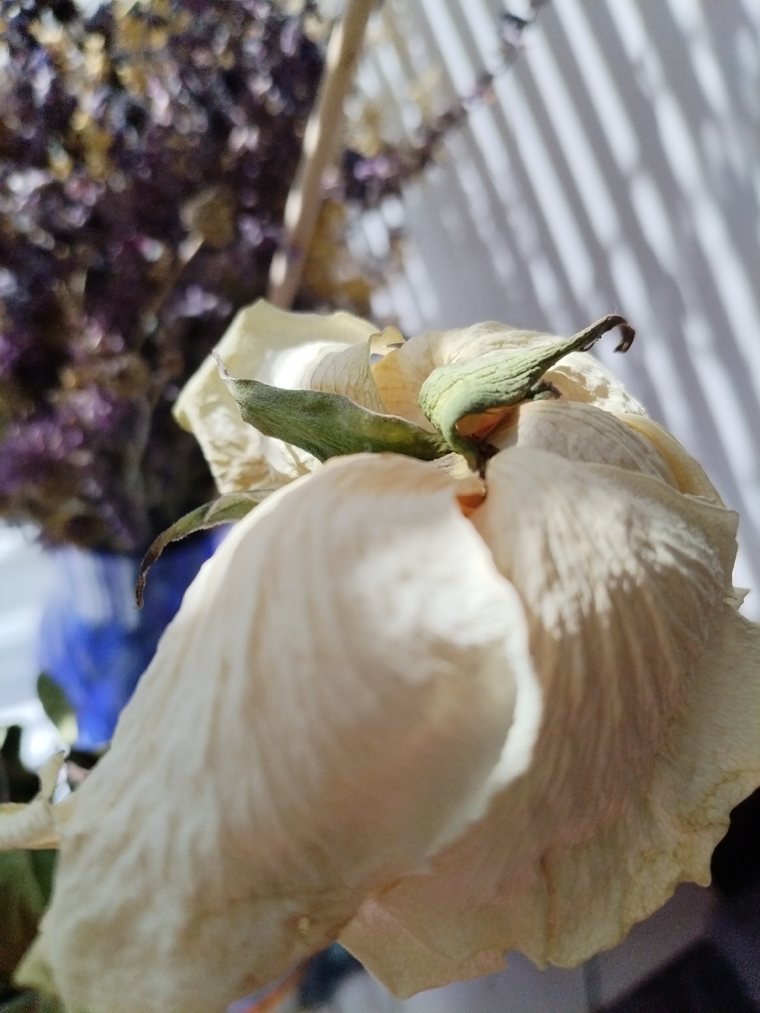 The image shows a close-up of a dried white rose with wilted petals. The rose is positioned in the foreground, with its stem and some green sepals visible. In the blurred background, a bouquet of dried purple flowers is visible in a blue vase. Sunlight casts striped shadows across a white surface behind the flowers. The scene is indoors, likely a domestic setting. There are no people present in the image. The location in Saratov, Russia, cannot be determined from the visual information provided.