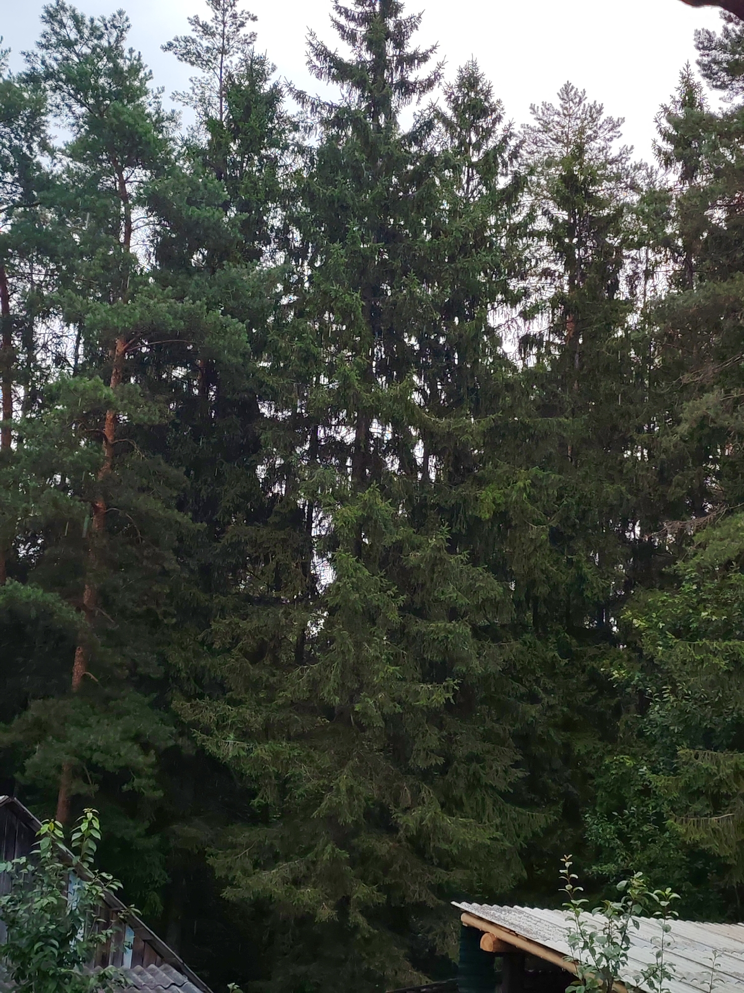 The image depicts a dense forest primarily composed of tall evergreen trees, likely pine and spruce, characteristic of the temperate climate found in Teshevichi, Russia. The foliage is lush and dark green, suggesting a healthy, mature forest. The sky is overcast and a pale grey, indicating a cloudy day, possibly with light rain, as evidenced by faint streaks visible in the image, which could be raindrops. In the lower left corner, a portion of a rustic wooden structure with a grey corrugated roof is visible, suggesting the edge of a settlement or a rural dwelling within or near the forest. A small, leafy green bush is growing in front of this structure, adding a touch of contrast to the predominantly green and grey tones of the scene. The overall impression is one of a secluded, natural environment typical of the Russian countryside.