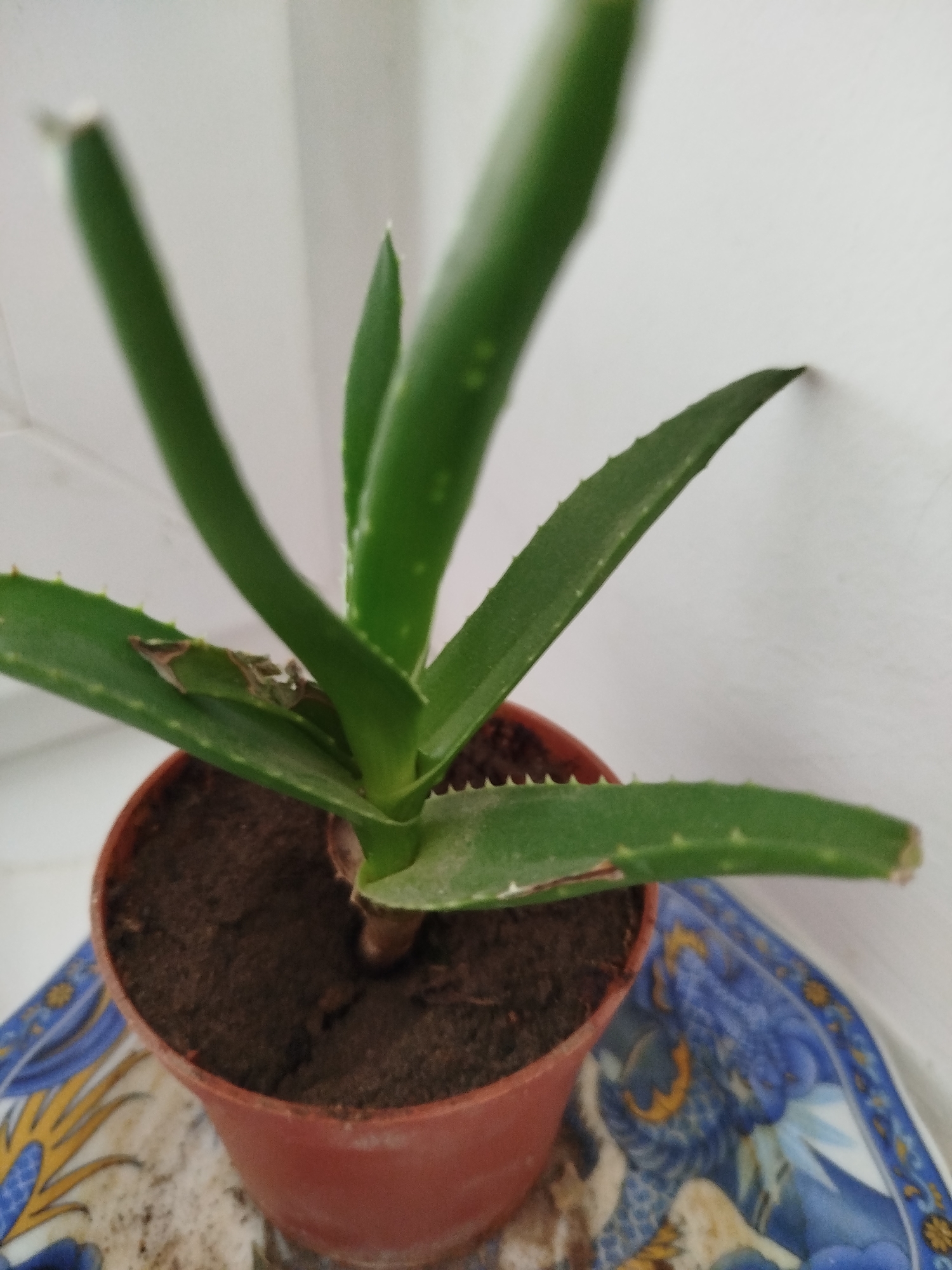 A close-up, slightly blurred indoor shot shows a potted aloe vera plant. The plant has thick, green, fleshy leaves with serrated edges. One leaf shows some brown, dry damage. The plant is in a small, brown plastic pot filled with dark soil. The pot is placed on a decorative blue and yellow patterned surface, possibly a tray or placemat. The background is a plain, light-colored wall, out of focus. The lighting suggests it is daytime, likely natural light coming from the side. There are no people or animals visible in the image. The scene appears to be a domestic setting.