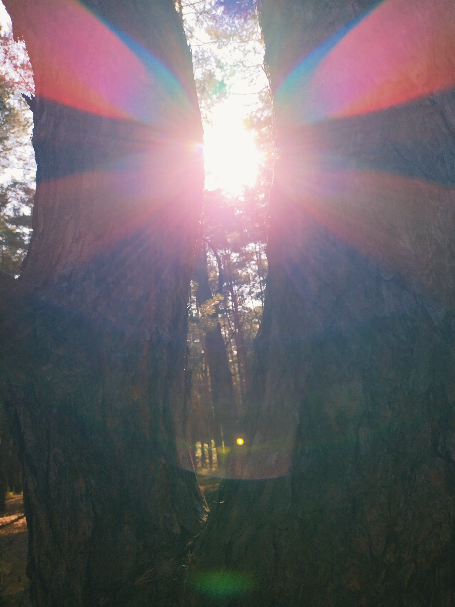 The image shows a sunburst effect between two tree trunks in a forest. The sun is bright and positioned in the center of the frame, casting rays of light that create lens flare and chromatic aberration, appearing as bands of pink, red, and blue light. The tree trunks are dark and textured, with one on the left and one on the right of the frame, creating a vertical division. The background is blurred, showing more trees and foliage, suggesting a natural environment. The lighting is intense and atmospheric, with the sun's glare obscuring some of the details. This image does not provide any specific information about the city of Horishni Plavni, Ukraine, or the presence of any people, actions, or interactions.