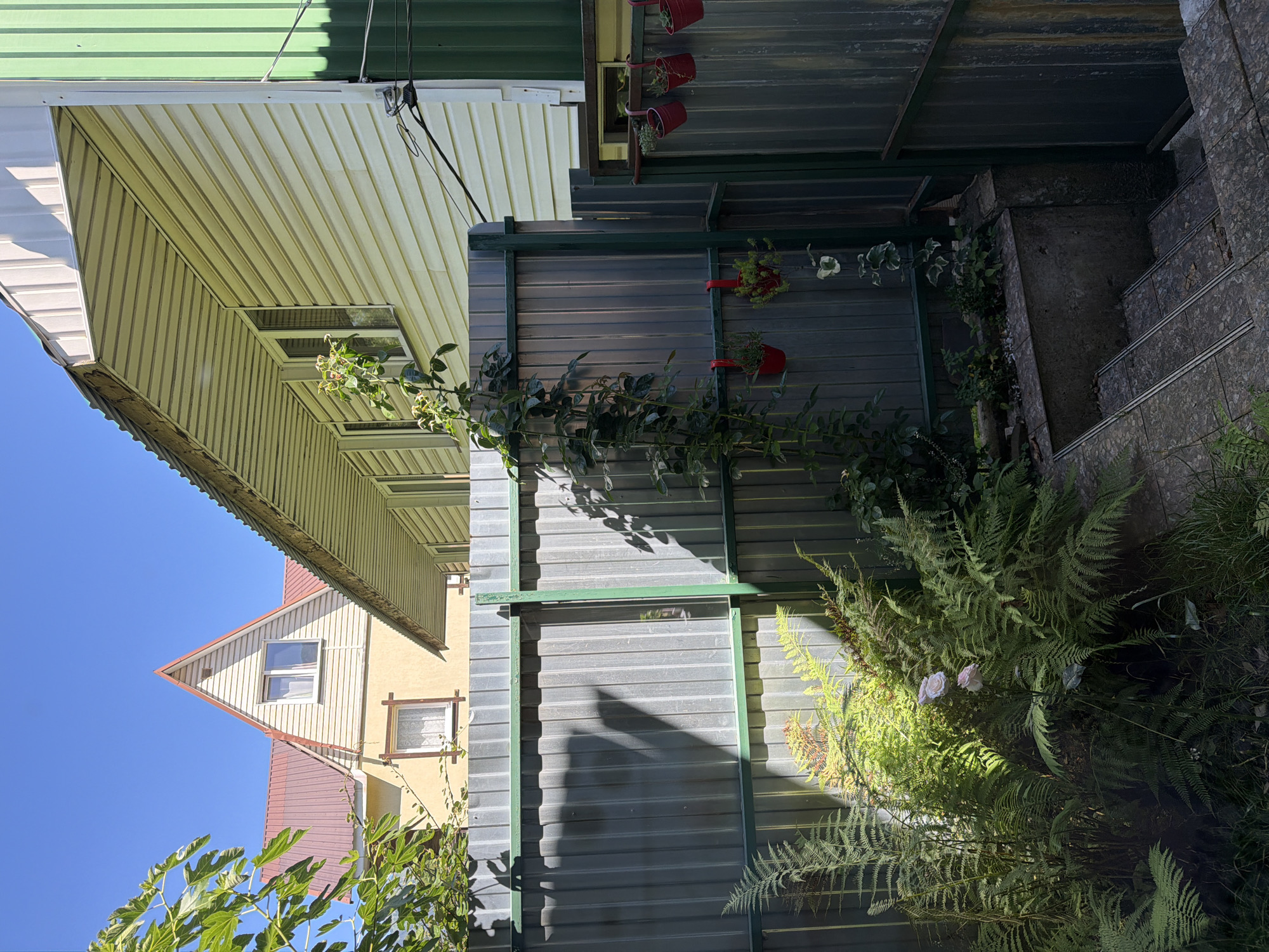 In Krasnaya Polyana, Russia, a backyard scene unfolds under a clear blue sky. A corrugated metal fence divides the foreground from the backdrop of residential buildings. Lush green ferns and other foliage dominate the lower left of the frame, with a climbing vine cascading down the fence in the center. Several small red planters hang from the fence, one containing a plant and another appearing empty. To the right, concrete steps lead down into a darker area, suggesting a basement or lower level entrance. The buildings in the background feature light-colored siding and red-tiled roofs. The overall impression is one of a well-maintained, sunlit garden space.
