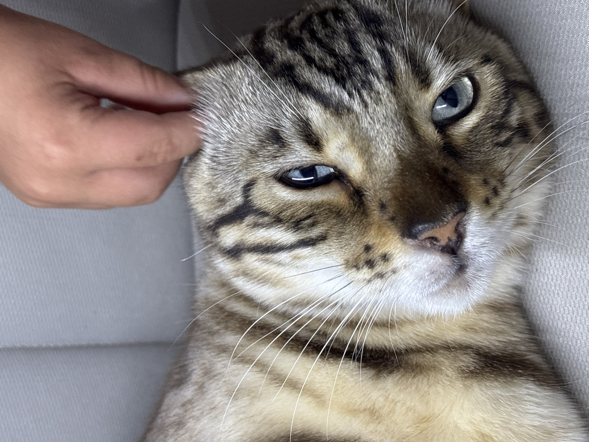 A close-up shot shows a tabby cat lying on a grey textured surface. A human hand is gently stroking the cat's head, near its ear. The cat has light brown fur with dark brown stripes and prominent white whiskers. Its eyes are open and have a blue-grey hue, reflecting the light. The background is out of focus, suggesting an indoor setting. There is no indication of the specific location within Noviy, Russia.