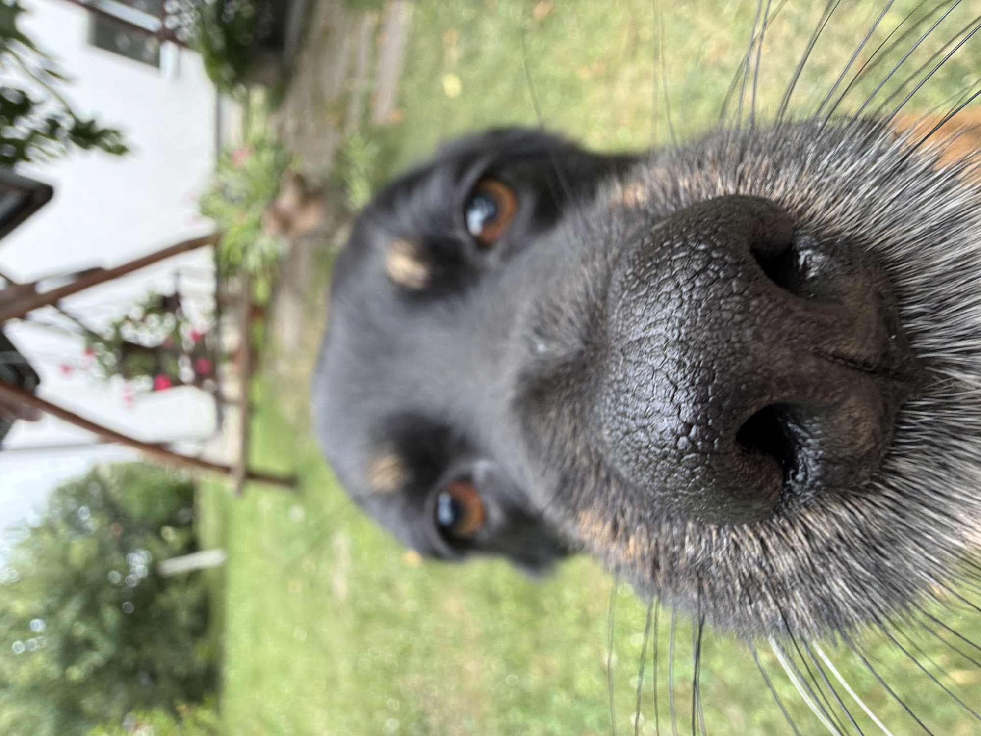 The image is a close-up, fisheye lens shot of a dog's face, with its nose and eyes filling the foreground. The dog has dark fur with some tan markings above its eyes and on its cheeks. Its nose is dark and textured, with prominent whiskers extending outwards. In the blurred background, a green grassy yard is visible, along with what appears to be a wooden swing set and a white building. The setting suggests a residential outdoor area, possibly a backyard. The specific location in Kozova, Ukraine, cannot be determined from the visual information alone.