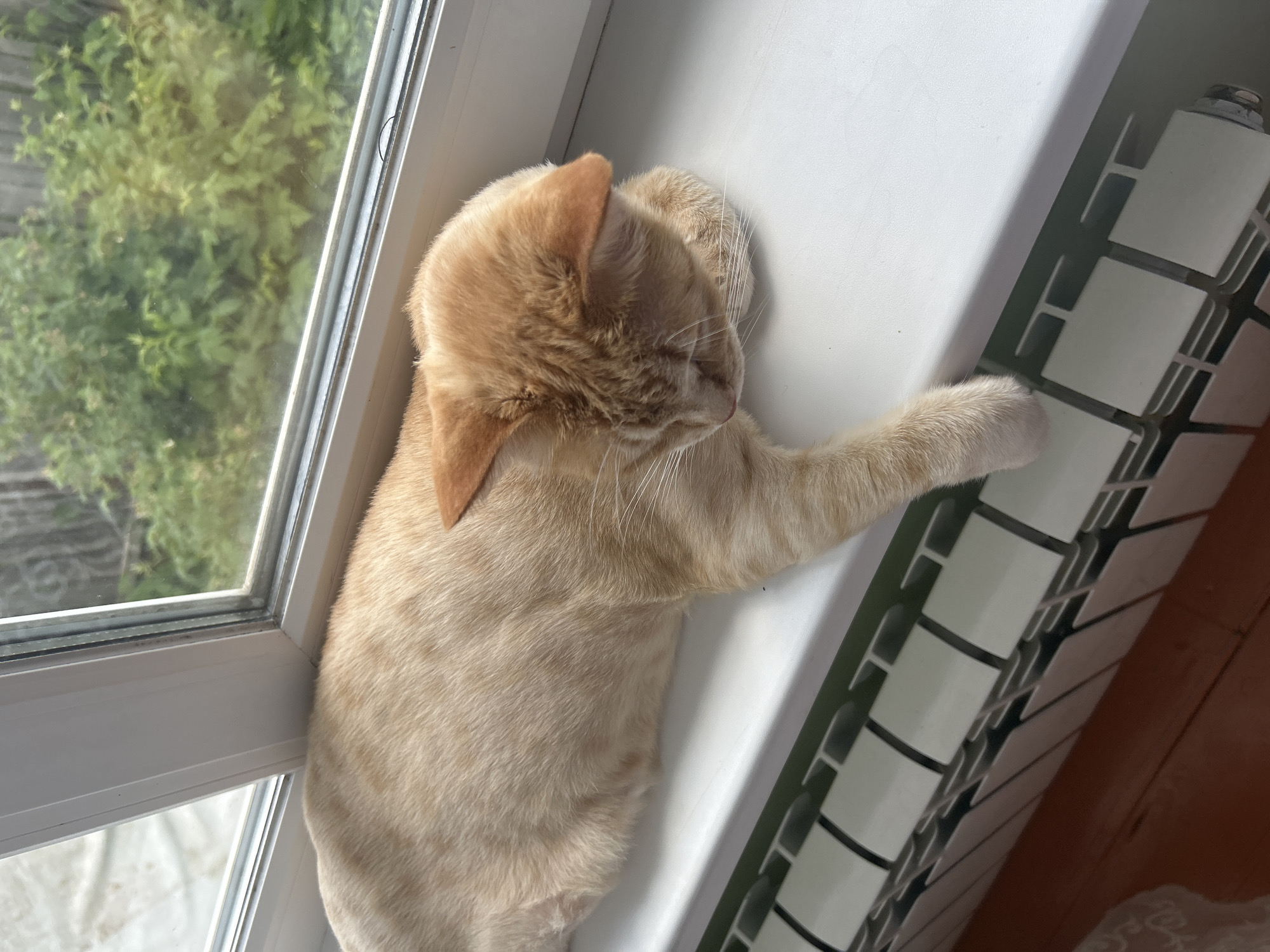 A light orange tabby cat is sleeping on a white windowsill, which is located above a white radiator. The cat is curled up, with its head resting on its paws. The windowsill is wide and appears to be made of plastic. Through the window, lush green foliage and trees are visible, suggesting an outdoor environment. The scene is illuminated by natural light, casting soft shadows. The image was captured on a windowsill, a common location for pets to rest or observe their surroundings.