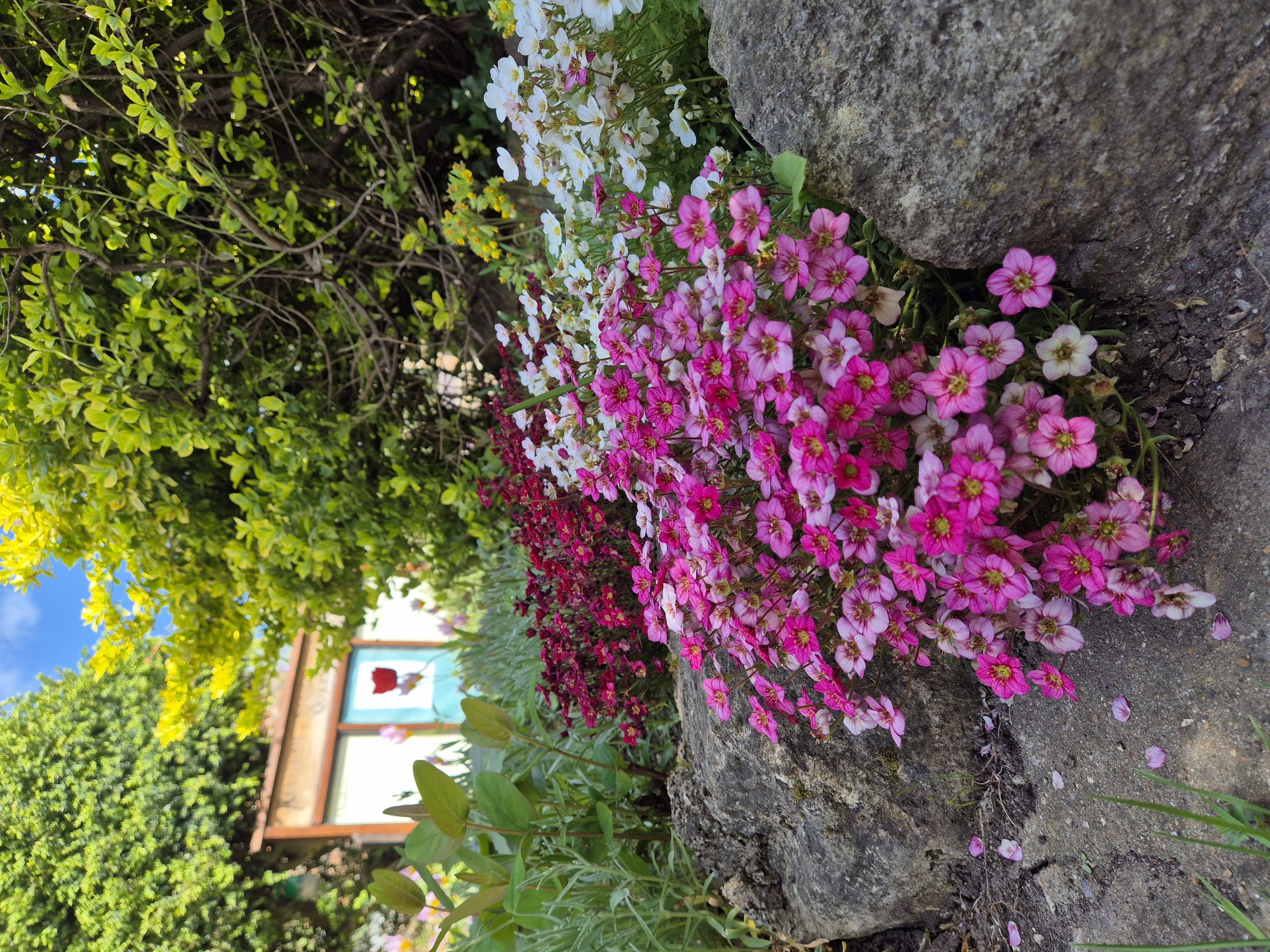 The image depicts a garden scene, likely in West Suffolk, United Kingdom given the prompt. A rock wall forms a boundary between the viewer and a flower bed containing white, pink, and burgundy saxifrage flowers. Adjacent to the flowers are green plants and a tree with green and yellow leaves. In the background, a building is partially visible, featuring a window or door adorned with a painting of a red flower. The sky is blue and partly visible through the foliage. The orientation of the photo is rotated, as if the image were taken with the camera sideways.