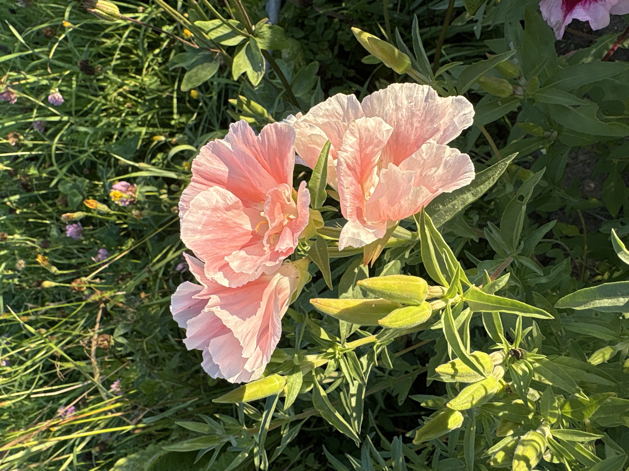The image shows a close-up view of several pale pink flowers with crinkled petals and green buds in a grassy outdoor setting. The flowers are the primary focus, with their delicate coloration and texture clearly visible. The background consists of green grass and some smaller, out-of-focus flowers, suggesting a natural environment. There are no people or animals visible in the image, and no specific urban features are discernible that would indicate a location within the city of Большелуг, Russia. The lighting suggests it is daytime, possibly late afternoon due to the warm tones.