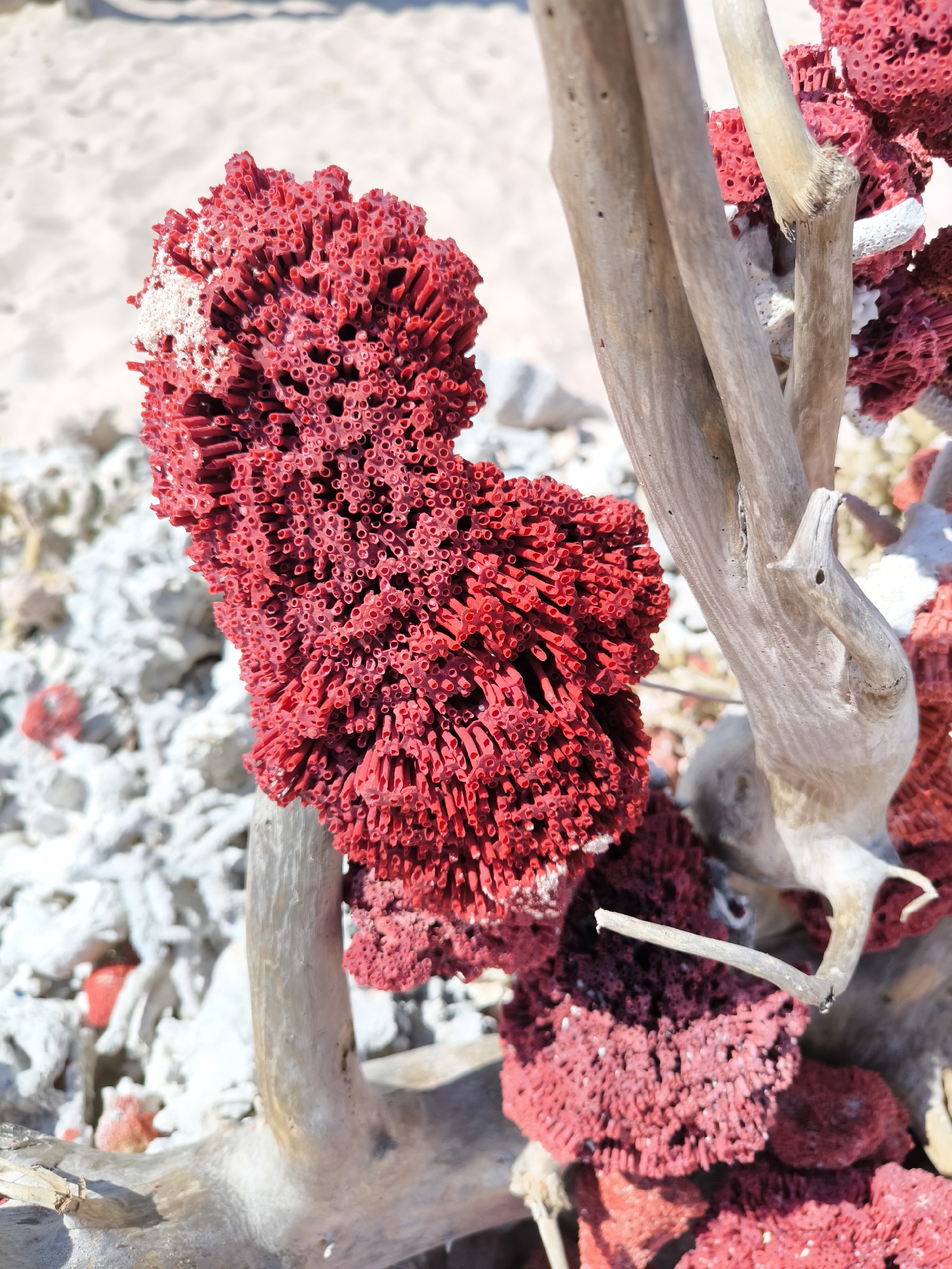 This is a close-up, high-angle, medium shot of a bright red coral specimen resting on a light brown piece of driftwood. The coral is composed of numerous small, tubular structures that give it a porous and intricate appearance. Small white specks, possibly sand or dried marine organisms, are visible on the coral. The driftwood is weathered and has a textured, fibrous surface. In the background, out of focus, is a sandy beach with a blurred expanse of lighter sand and some pale, rocky debris, suggesting a coastal environment in Unknown, Indonesia. The lighting is bright, creating strong highlights and shadows. There are no people or animals visible in the image.