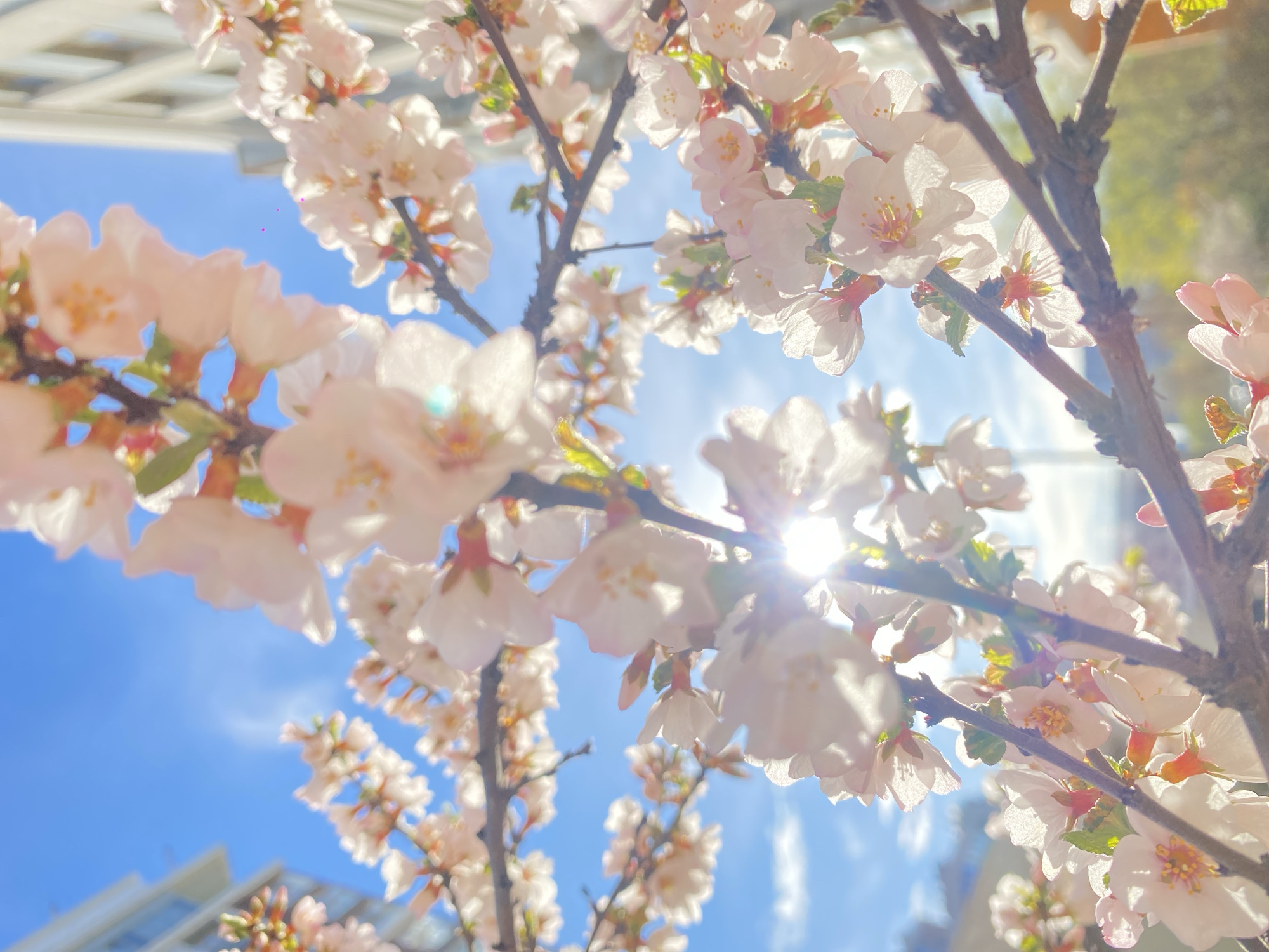 This media file is an upward-angled photograph capturing the vibrant bloom of delicate, light-colored flowers, likely cherry or apple blossoms, against a clear, bright blue sky. Numerous white and pale pink blossoms are clustered on dark, gnarled branches that extend across the frame. The image is strongly backlit by the sun, creating a radiant glow through the translucent petals and a distinct sunburst or lens flare, particularly prominent in the central-right area. The sunlight illuminates the intricate details of the flower stamens and pistils.
The composition places many of the flowers in the foreground in soft focus, while others further back are gently blurred, creating a sense of depth. In the upper left and lower left corners, faint, out-of-focus outlines of modern buildings are visible, indicating an urban environment. The weather appears sunny and clear with a few wispy white clouds. The scene conveys the fresh beauty and vibrancy of springtime, consistent with a sunny day in Moscow, Russia. There is no visible text in the image.