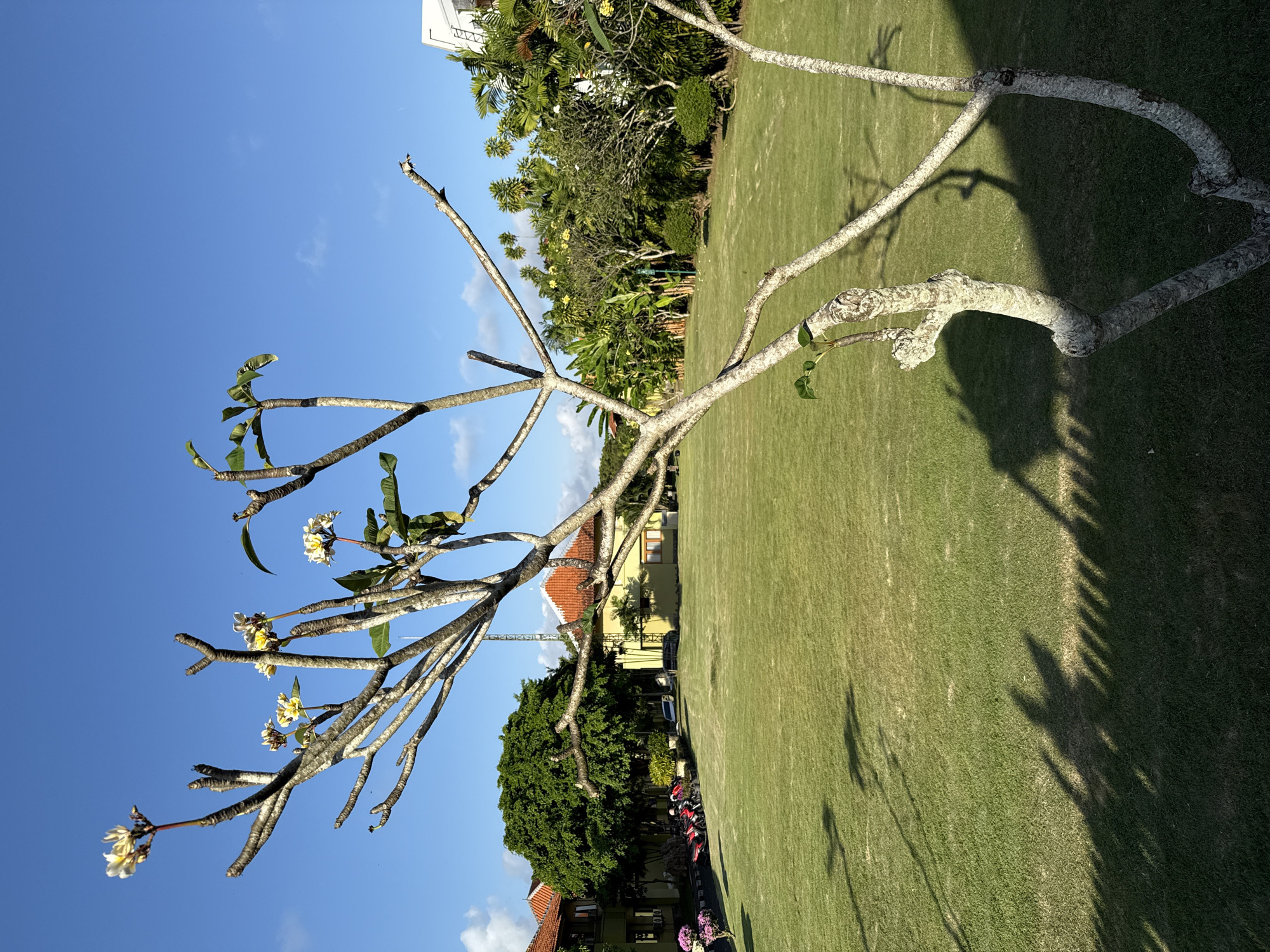 An outdoor scene captures a vibrant, sunny day in what appears to be a tropical garden or resort area in Kuta Selatan, Indonesia. The dominant feature is a large, gnarled tree with bare, light-colored branches extending across the frame. Some branches exhibit small clusters of green leaves and delicate yellow-white flowers, characteristic of a Frangipani or Plumeria tree.
Below the tree, a well-maintained expanse of bright green grass stretches into the background. Long, distinct shadows of the main tree and other unseen trees, including one resembling a palm frond, are cast across the lawn, indicating a low sun angle, suggesting either morning or late afternoon.
In the mid-ground and background, lush, dense tropical foliage forms a natural barrier. Peeking through and above the trees are several buildings. One prominent building has an orange-tiled roof and light yellow walls, while another in the upper right background is white. A row of parked motorcycles or scooters is partially visible behind some trees, suggesting a populated area. A small patch of pink/purple flowers in a pot can be seen near the bottom right, adding a touch of color.
The sky is a clear, brilliant blue with only a few wispy clouds, signifying fair weather. The overall impression is one of tranquility and natural beauty. There are no people visible, and no discernible activity is taking place. No visible text is present in the image.