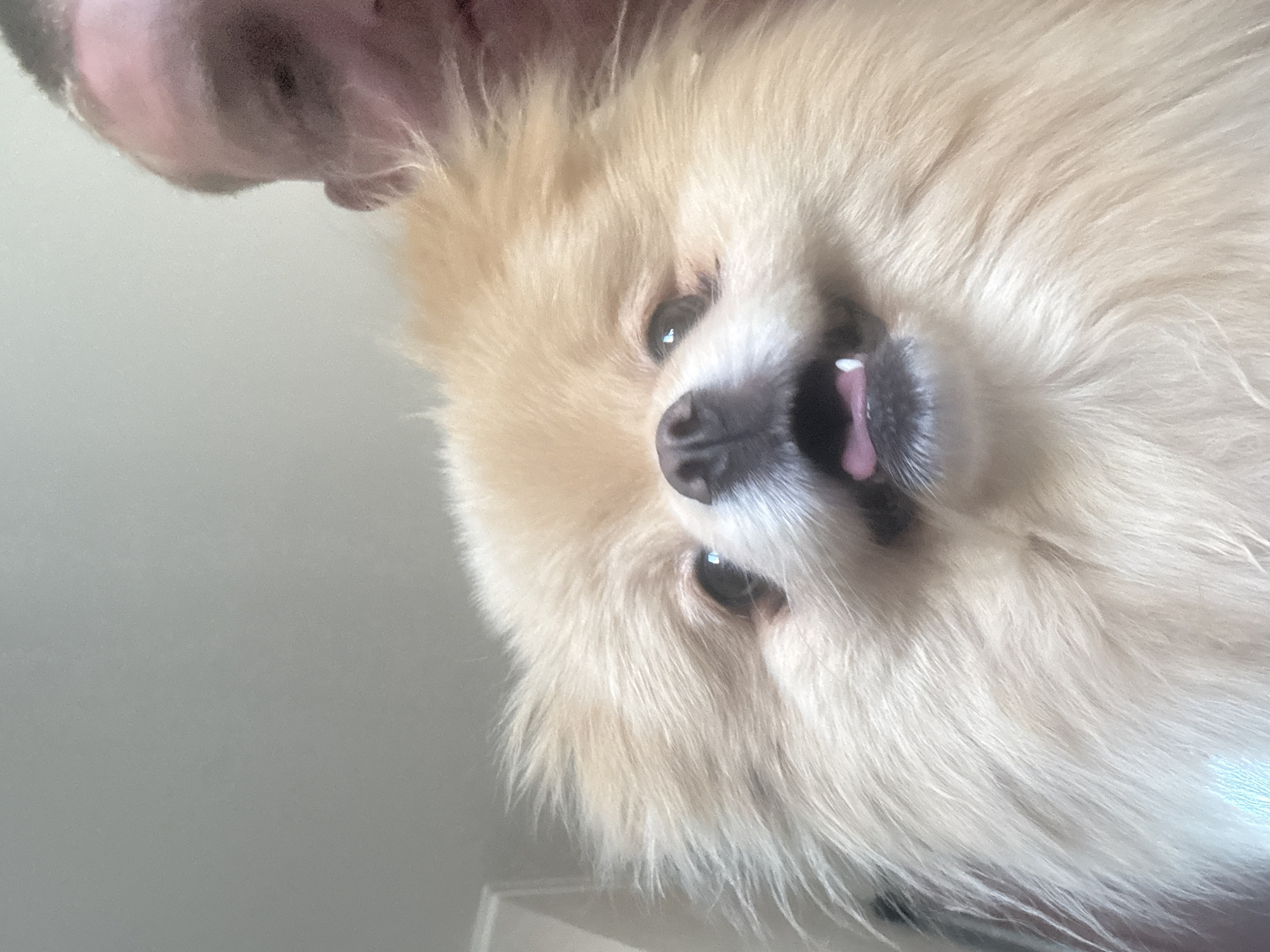 A close-up selfie captures a light-colored Pomeranian dog with its tongue slightly out and its mouth open, looking directly at the camera. Partially visible in the upper right corner is the face of a young man. The background appears to be an indoor setting with muted colors, suggesting it is not outdoors in a specific city location. The lighting is soft and diffused.