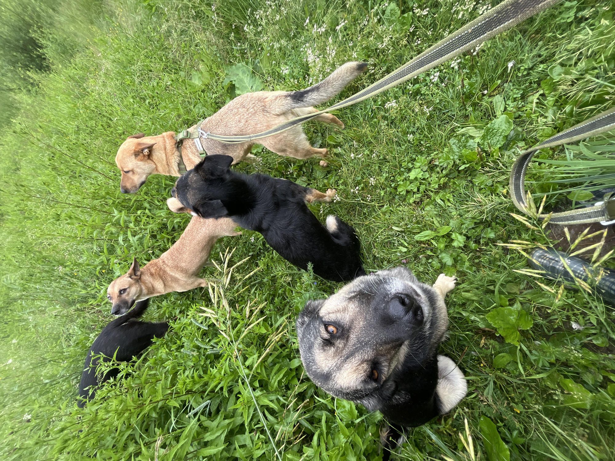 A group of four dogs are in a grassy, outdoor environment, possibly a park or field. In the foreground, a large dog with gray and black fur and amber eyes looks directly at the camera. Behind this dog, three other dogs are visible: a black dog, a light brown dog, and another light brown dog wearing a green harness. The dogs appear to be interacting, with some sniffing or looking at each other. The ground is covered in green grass and some small white flowers. The image is taken from a low angle, looking up at the dogs. The location is not specified in the image.