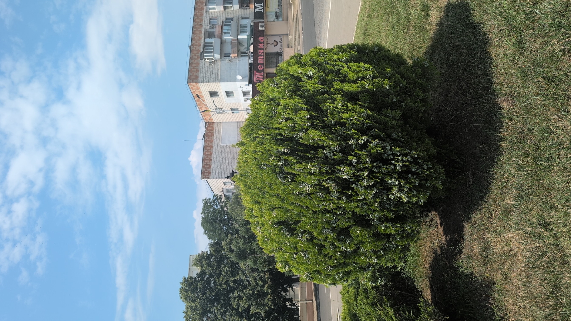 In Izmail, Ukraine, a verdant, spherical hedge dominates the foreground, casting a dark shadow on the sun-drenched grass. Behind the hedge, a street runs horizontally, bordered by a sidewalk and an array of buildings. The structures vary in architectural style, with one featuring a light brick facade adorned with a red and white patterned band. A business with a sign displaying Cyrillic text, "Татьяна" (Tatyana), is visible. Further back, more residential buildings rise against a bright blue sky dotted with fluffy white clouds. Trees with dense green foliage stand to the left of the buildings, partially obscuring some of the structures. The scene appears to be a typical urban landscape on a clear, sunny day.