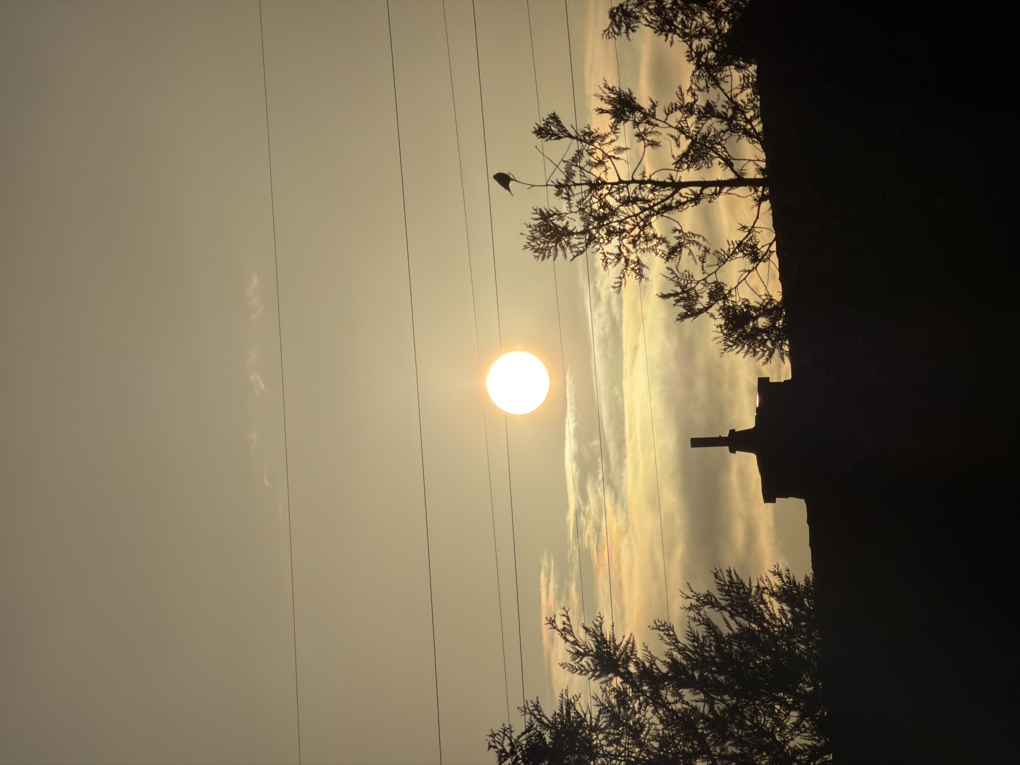 The image shows a scene at sunset in Esch-sur-Alzette, Luxembourg. The sun is positioned centrally in the frame. Utility lines run across the sky. In the middle ground, a bird is perched on a tree branch. Buildings and trees are silhouetted against the sky.
