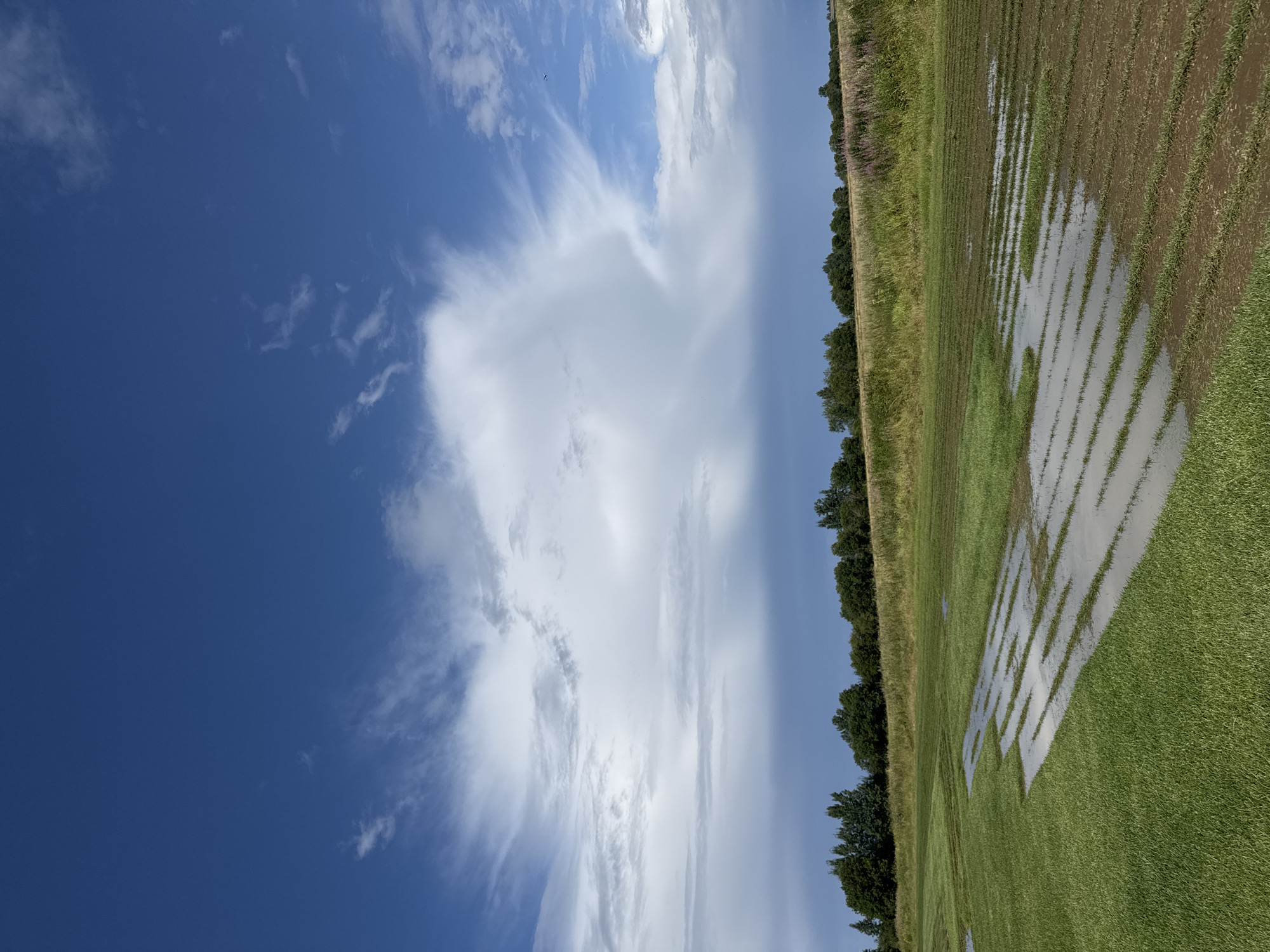 The image depicts an outdoor scene on a clear day. In the foreground, a mowed green field shows areas of standing water forming rectangular patterns, suggesting recent rainfall or irrigation. The field is bordered by a line of trees and vegetation in the middle ground, with a distant treeline forming the horizon. The sky is a vivid blue with scattered white clouds, one large cloud formation dominating the upper portion of the frame. The specific location in Innolovo, Russia, is not discernible from the visual information provided in the image. There are no people or animals visible in the scene.