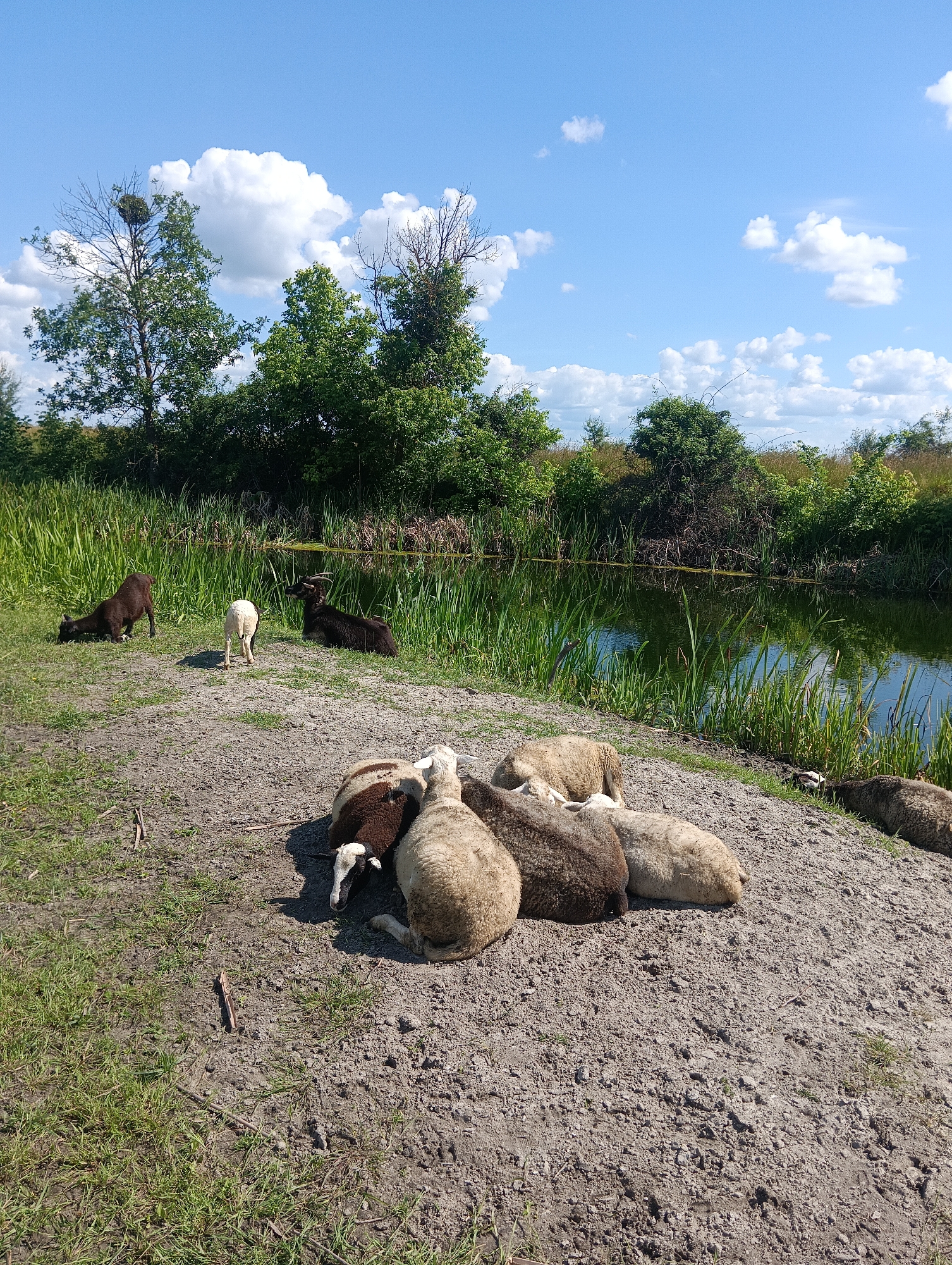 A flock of sheep rests on a dry, dusty patch of ground near a narrow canal or stream. The sheep, a mix of white and brown, are clustered together, with some lying down and others standing. One small white sheep stands facing away from the camera. In the background, tall green reeds line the water, and beyond that, a line of trees with lush green foliage stretches across the horizon. The sky is a vibrant blue with scattered white, fluffy clouds. On the far left, a tree has a large bird's nest visible in its branches. Three dark-colored goats are also present, with two standing near the water's edge and one lying down. The ground is uneven and covered in small stones and sparse dry grass. The overall impression is a pastoral scene on a clear, sunny day.