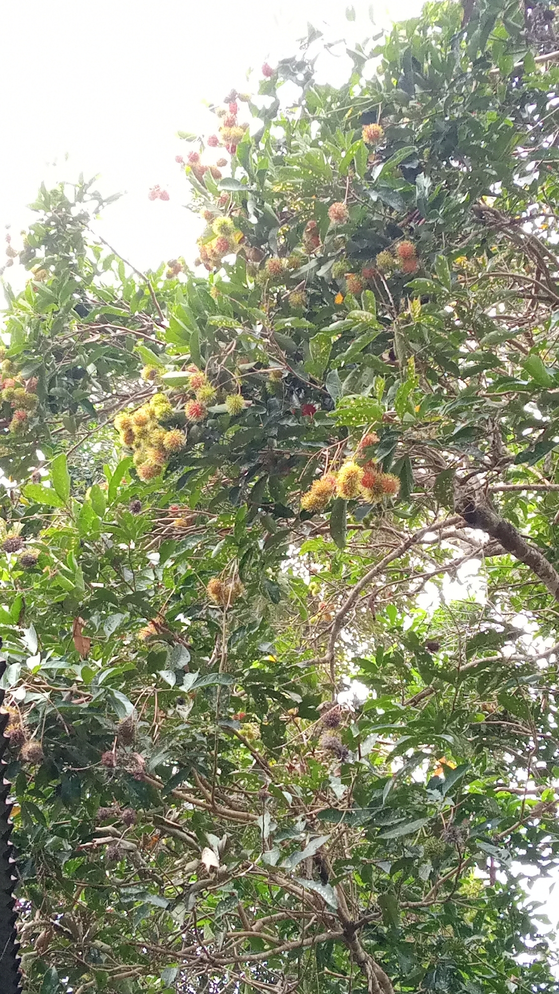 The image shows a rambutan tree laden with fruit, set against a bright, overcast sky. The tree's branches are densely packed with green leaves and many clusters of rambutans, which vary in color from green and yellow to red, indicating different stages of ripeness. Some of the rambutans are round and covered in soft, spiky hairs, characteristic of the fruit. The scene appears to be outdoors in a natural setting, likely a garden or orchard, given the abundance of fruit on the tree. The overall impression is one of lush vegetation and a fruitful harvest. The location is Meunasahuket, Indonesia.