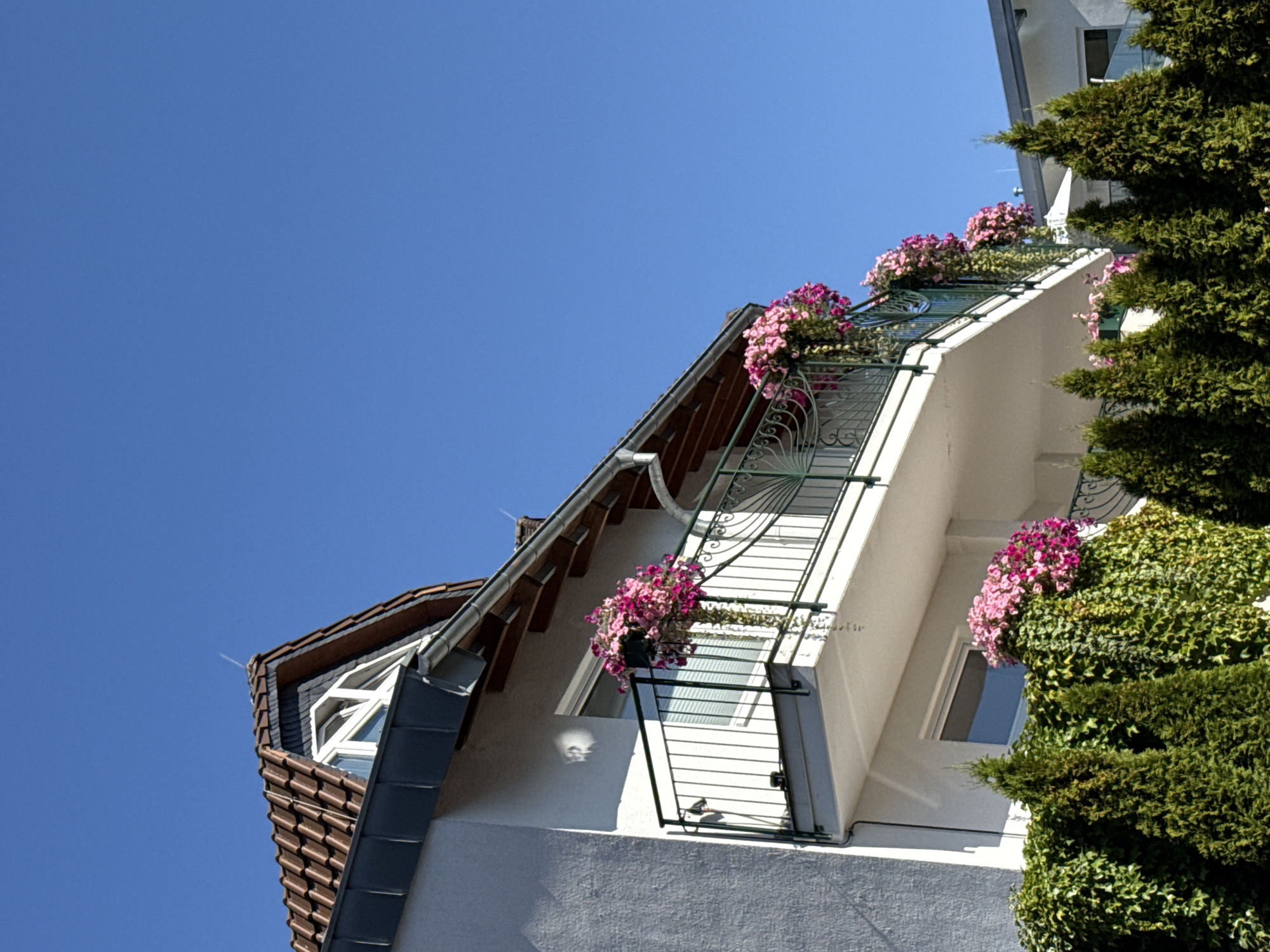 The image shows a white building with a brown tiled roof, seen from a low angle against a clear blue sky. The building has several balconies with green railings. Hanging flower baskets with pink and purple flowers are attached to the railings, spilling over the sides. Green ivy covers the lower part of the building and extends to form a dense hedge of evergreen trees in the foreground. A triangular window is visible in the upper part of the building, under the eaves. The scene is likely a residential building or a hotel in Bad Sachsa, Germany, judging by the architectural style and the presence of flowering plants and lush greenery, typical of European towns. The lighting suggests it is daytime with bright sunlight.