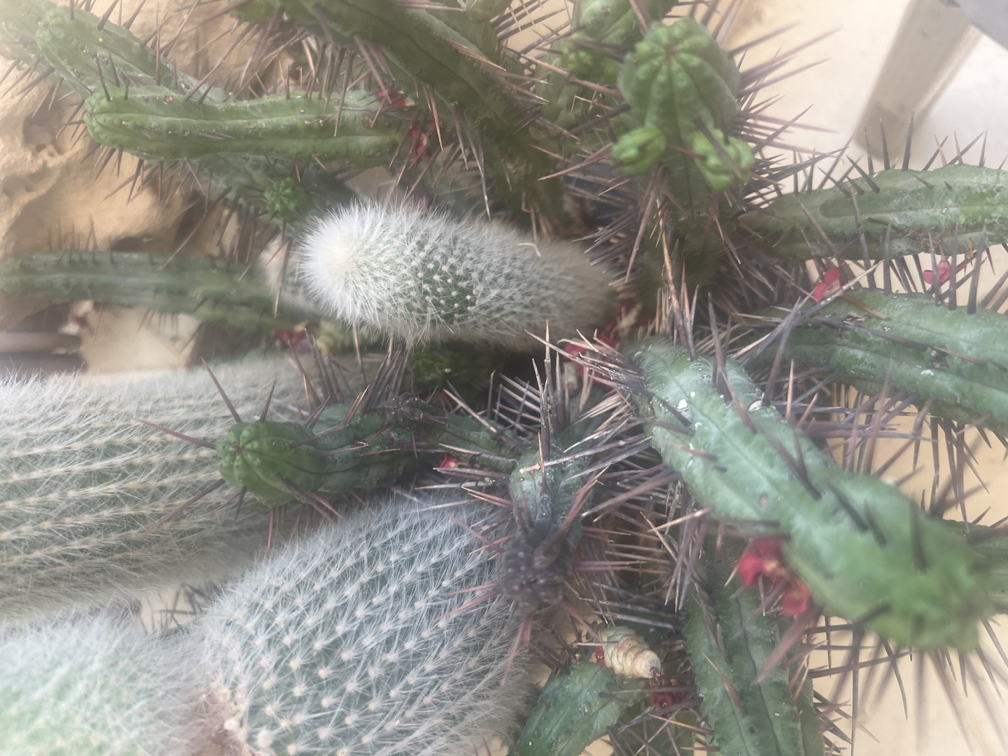 The image displays a close-up view of several cacti. The cacti vary in size and texture, with some being fuzzy and light-colored and others being green and spiny. Small red flowers are visible on some of the green cacti. The background is out of focus but appears to be a textured, light-brown surface, possibly a wall or pot. The lighting suggests an indoor or shaded outdoor environment. There are no people or animals present in the image. The scene is a still life composition of various cactus plants. The location in the city of Hadera, Israel, is not discernible from the image itself.