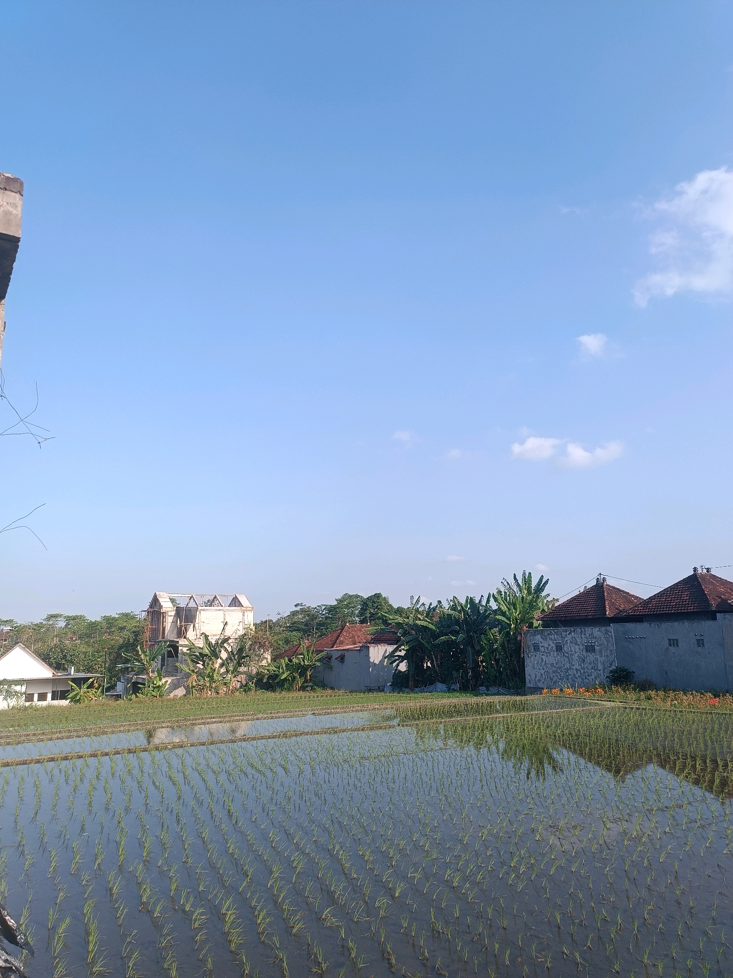 The image captures a tranquil rural scene with a bright blue sky dominating the upper half. In the foreground, a flooded rice paddy stretches across the frame, reflecting the sky and the surrounding environment. Rows of young rice plants are clearly visible, standing in the shallow water.
In the middle ground, several buildings are scattered amongst lush green trees. To the left, a white building with a triangular roof stands out. Further to the right, a partially constructed building with a unique, multi-peaked roof is visible, suggesting ongoing development. Behind these, dense foliage and trees create a natural backdrop. Several houses with traditional red-tiled roofs are also present, some with textured grey walls. Banana trees are interspersed among the buildings, indicating a tropical climate.
The far background is a line of trees and distant hills under a clear, cloudless sky, except for a few wispy white clouds scattered in the upper right portion of the image. The overall impression is one of rural serenity, typical of the agricultural landscapes found in and around Tabanan, Indonesia, a region known for its extensive rice cultivation. The scene appears to be captured during daylight hours, likely in the morning given the clarity of the sky and the quality of the light. There are no people visible in the image.
