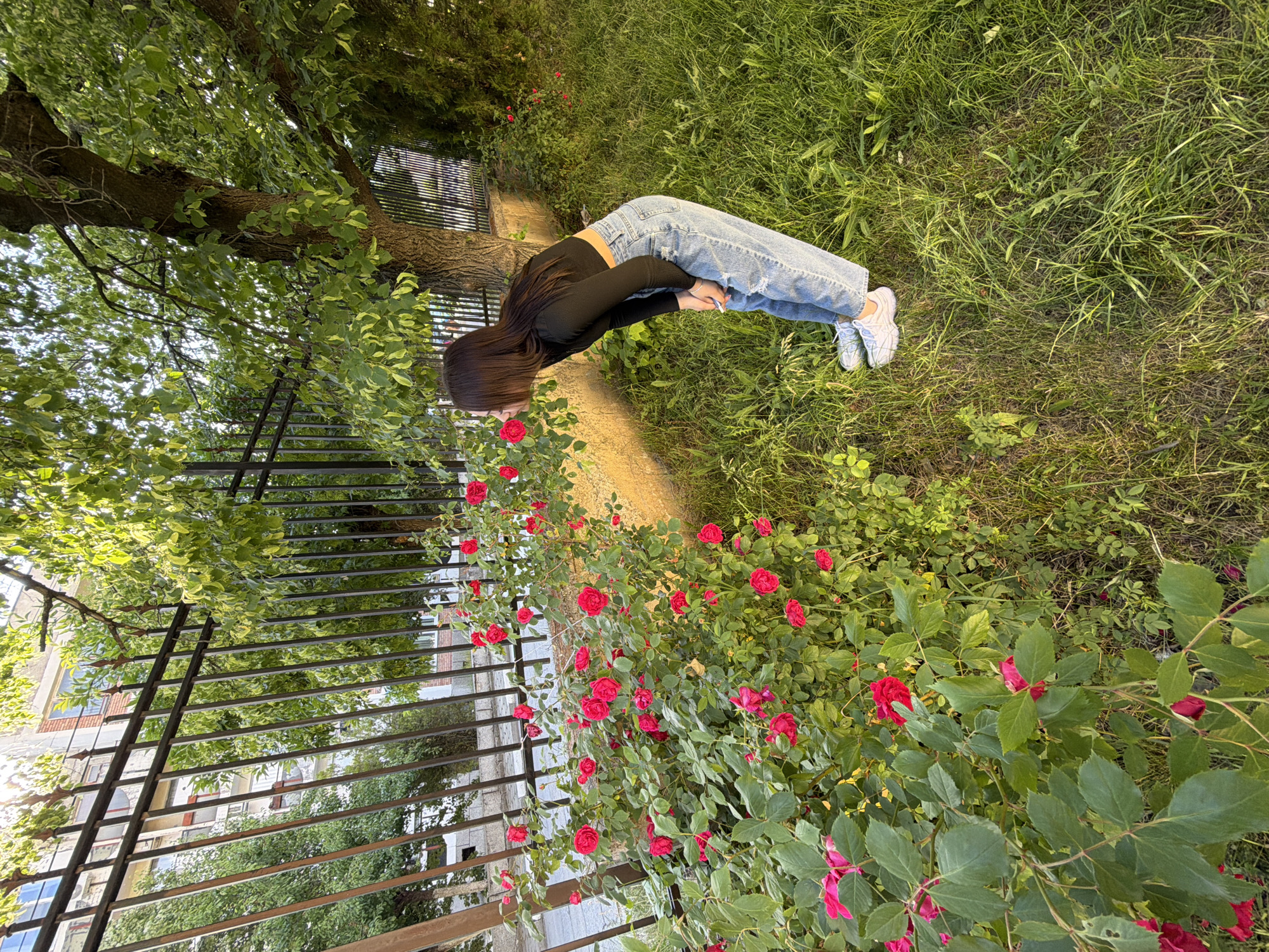 This image captures an outdoor scene, likely a garden or park in Bobov Dol, Bulgaria, featuring a young woman interacting with nature. The central subject is a woman with long, dark hair, dressed in a black long-sleeved crop top, light blue ripped jeans, and white sneakers. She is bent forward at the waist, with her head lowered towards a lush bush of vibrant red roses, suggesting she is smelling or admiring them.
The setting is rich in greenery, with a wide expanse of green grass visible behind the woman. To her left and in the foreground is the prominent rose bush with numerous bright red blossoms and dark green leaves. Behind the rose bush and extending across the middle ground, a tall, black metal fence with horizontal bars runs horizontally. Beyond the fence, a multi-story building with windows is partially visible through the foliage. In the upper part of the scene, a large tree with dense green leaves is visible, its branches extending across the frame.
The lighting indicates daytime, with soft natural light illuminating the scene and creating gentle shadows, suggesting either morning or late afternoon. The weather appears clear and pleasant. The overall impression is one of tranquility and an appreciation for the natural surroundings. No visible text is present in the image.