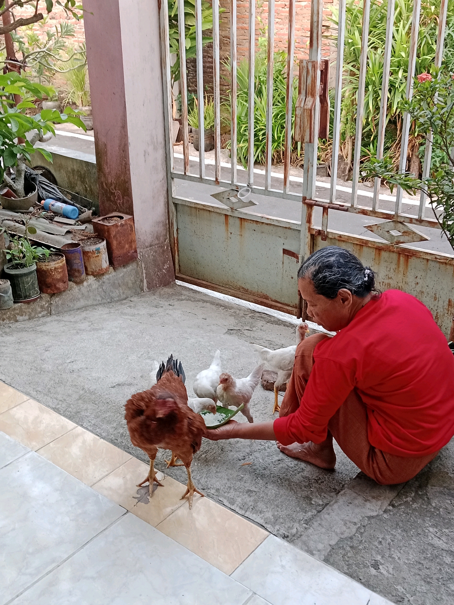 In Waru, Indonesia, an elderly woman with graying hair pulled back in a bun is crouching on a concrete patio. She is wearing a vibrant red long-sleeved shirt and rust-colored pants. Her left hand is extended, holding a piece of green leafy material, likely food, towards a group of chickens. A large brown chicken stands directly in front of her, facing away from the camera and pecking at the food. To the right of the brown chicken are several smaller white chickens, also interacting with the food and the woman's hand. The chickens appear to be of different ages.
The environment suggests a residential setting. To the left of the woman, a pink-colored concrete pillar stands tall, and beyond it, plants in pots and various weathered metal containers are visible, some containing soil. A blue plastic bottle lies on its side amongst the debris. Behind the woman and the chickens, a tall metal gate with vertical bars stretches across the scene. Through the gate, lush green plants and a brick wall are discernible, indicating a garden or yard area. The ground is a mix of rough concrete and light-colored square tiles in the foreground. The lighting suggests it is daytime.