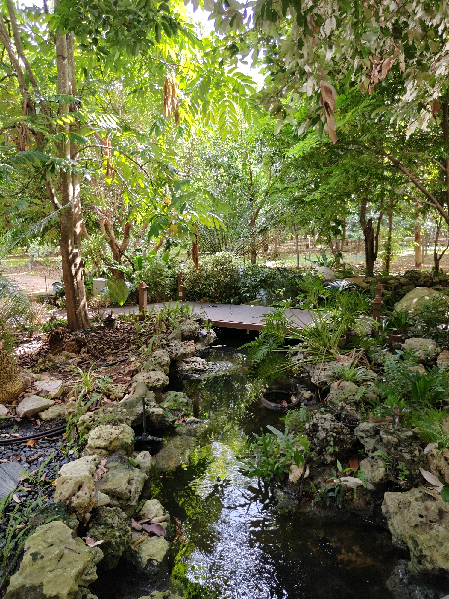 A vertical, eye-level, medium shot shows a man-made stream flowing through a lush garden. The stream is lined with large, light-colored rocks and various green plants, including ferns and small trees. The water is dark and reflects the surrounding greenery. In the background, a wooden bridge spans the stream, and beyond that, more trees and vegetation are visible, with some sunlight filtering through the leaves. The scene appears to be in a park or botanical garden.