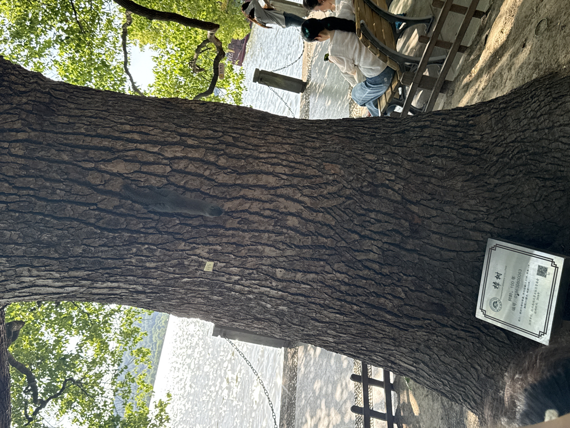 The image shows a large tree trunk with the bark visible. A sign attached to the tree indicates it is a camphor tree ("Zhangshu") that is 100 years old, with the number 018630800063. The sign notes the average crown width and trunk circumference. The location is under the management of the Xihu District Scenic Area Community Management Committee, in Hangzhou. A body of water and some vegetation are visible in the background. A person is sitting on a bench next to the tree. A fence is also visible.