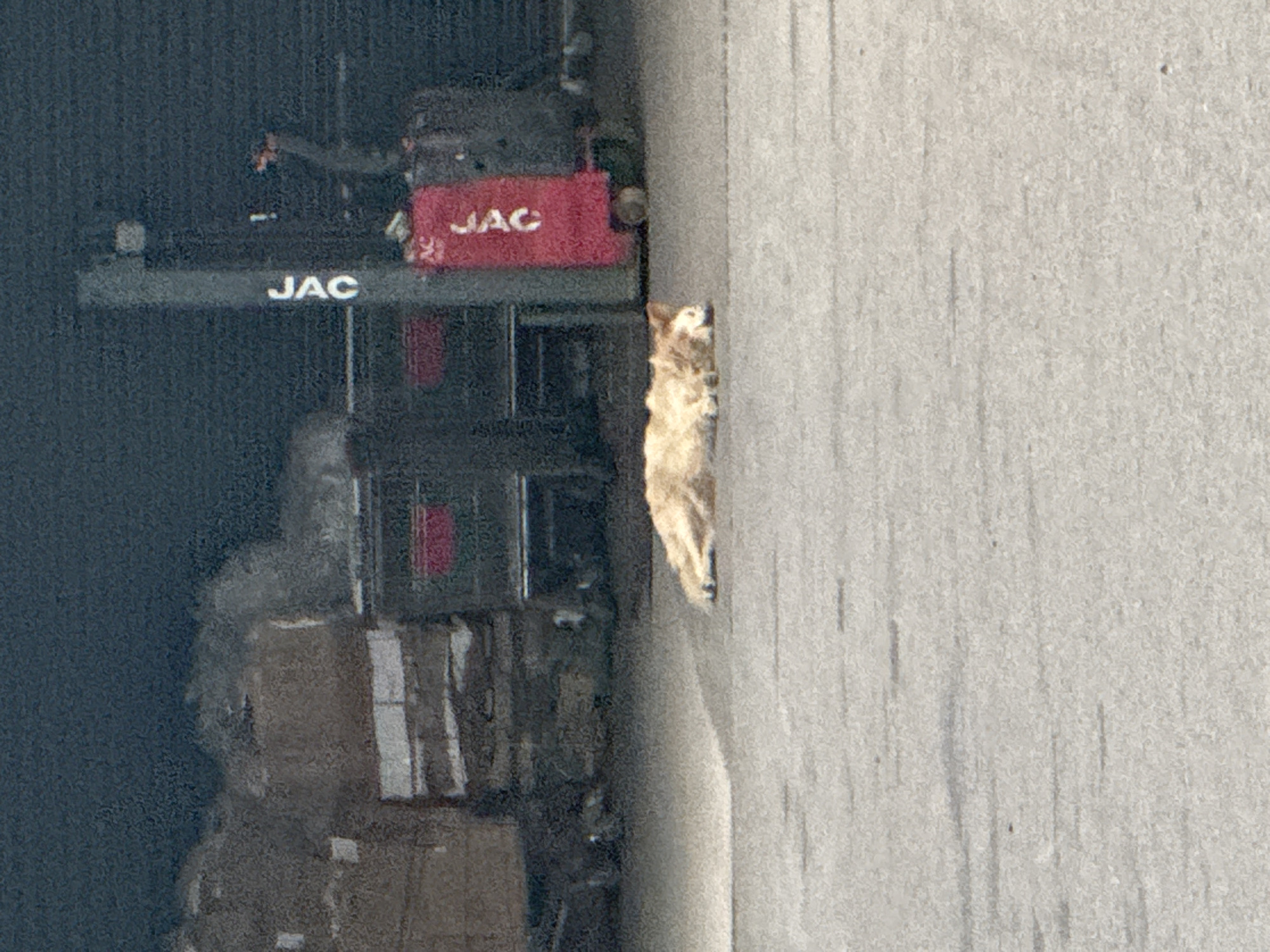 The image depicts a forklift with "JAC" branding in white lettering on its red boom. The forklift is positioned in an industrial setting, with stacks of what appear to be goods or pallets visible to the left. The background is a dark, textured surface, possibly a wall or shipping container. To the right of the forklift, a light-colored, fluffy animal, resembling a dog or a fox, is standing on a gray, textured surface, possibly asphalt or concrete. The animal is facing away from the camera, its body elongated along the texture of the ground. The lighting suggests it is daytime, with a bright ambient light casting subtle shadows. There are no discernible people in the image. The overall scene conveys a sense of an industrial area where wildlife might occasionally be present. The visible text is "JAC".