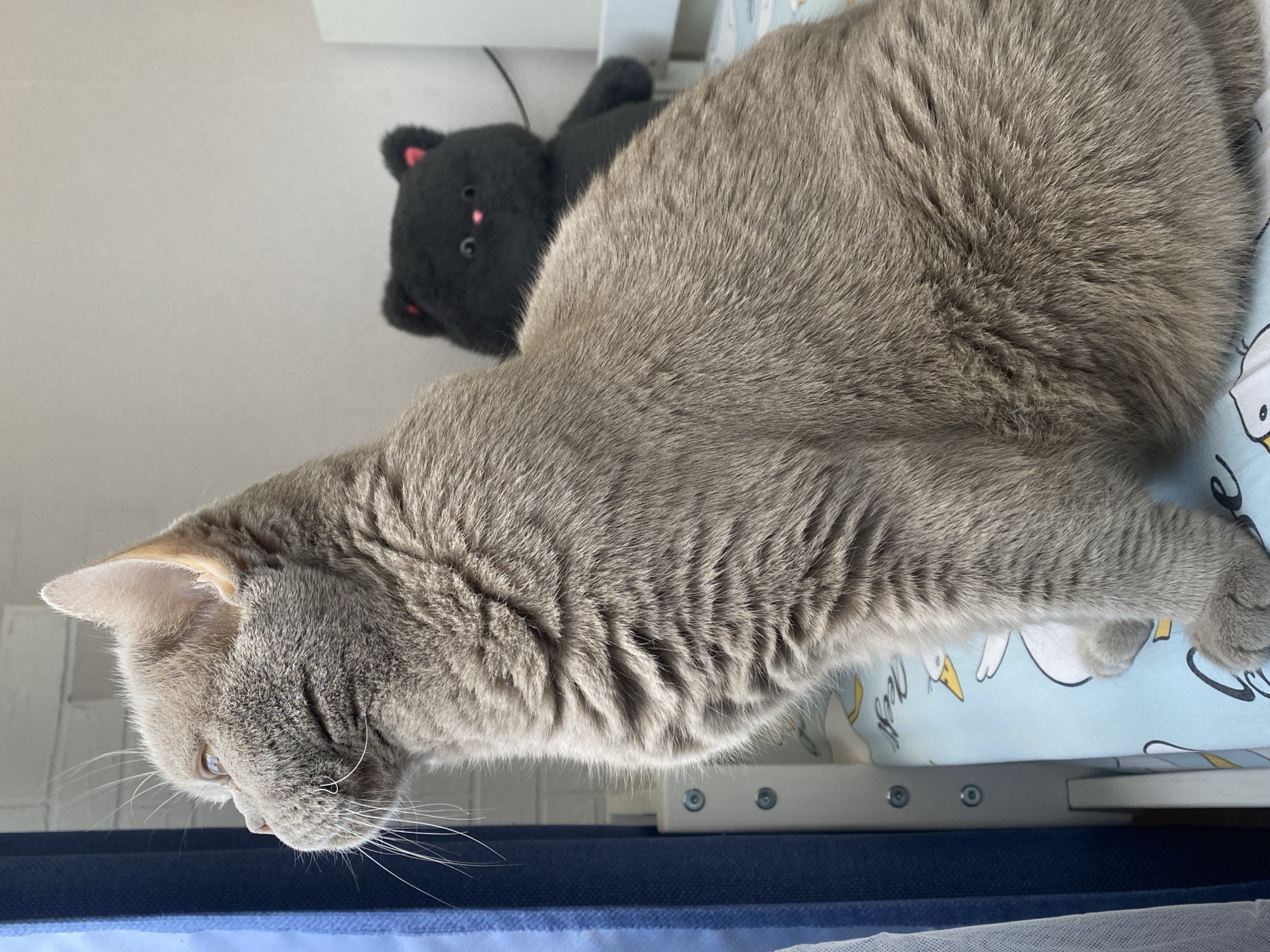 A grey cat is looking out a window next to a blue curtain. The cat is sitting on a bed with a light blue sheet that has cartoon ducks on it. In the background, there is a black stuffed cat with pink ears and eyes. The scene appears to be indoors in a bedroom.