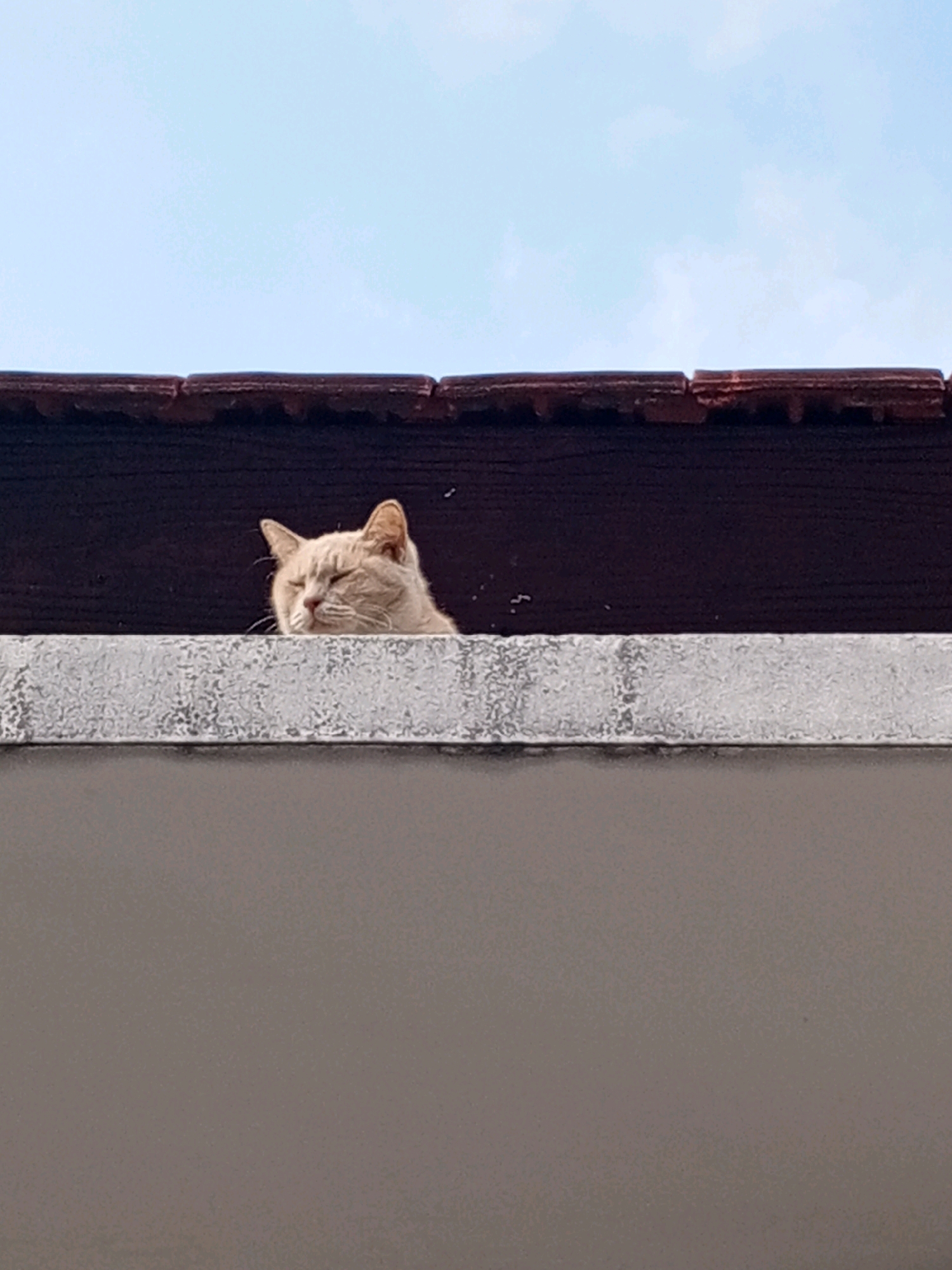 A ginger cat rests its head on a concrete ledge, with its eyes closed. The cat is positioned below a dark, wooden roof overhang, and above a gray wall. The background consists of a pale blue sky with a few wispy clouds. The scene is set on a rooftop in Denpasar, Indonesia, under natural daylight.