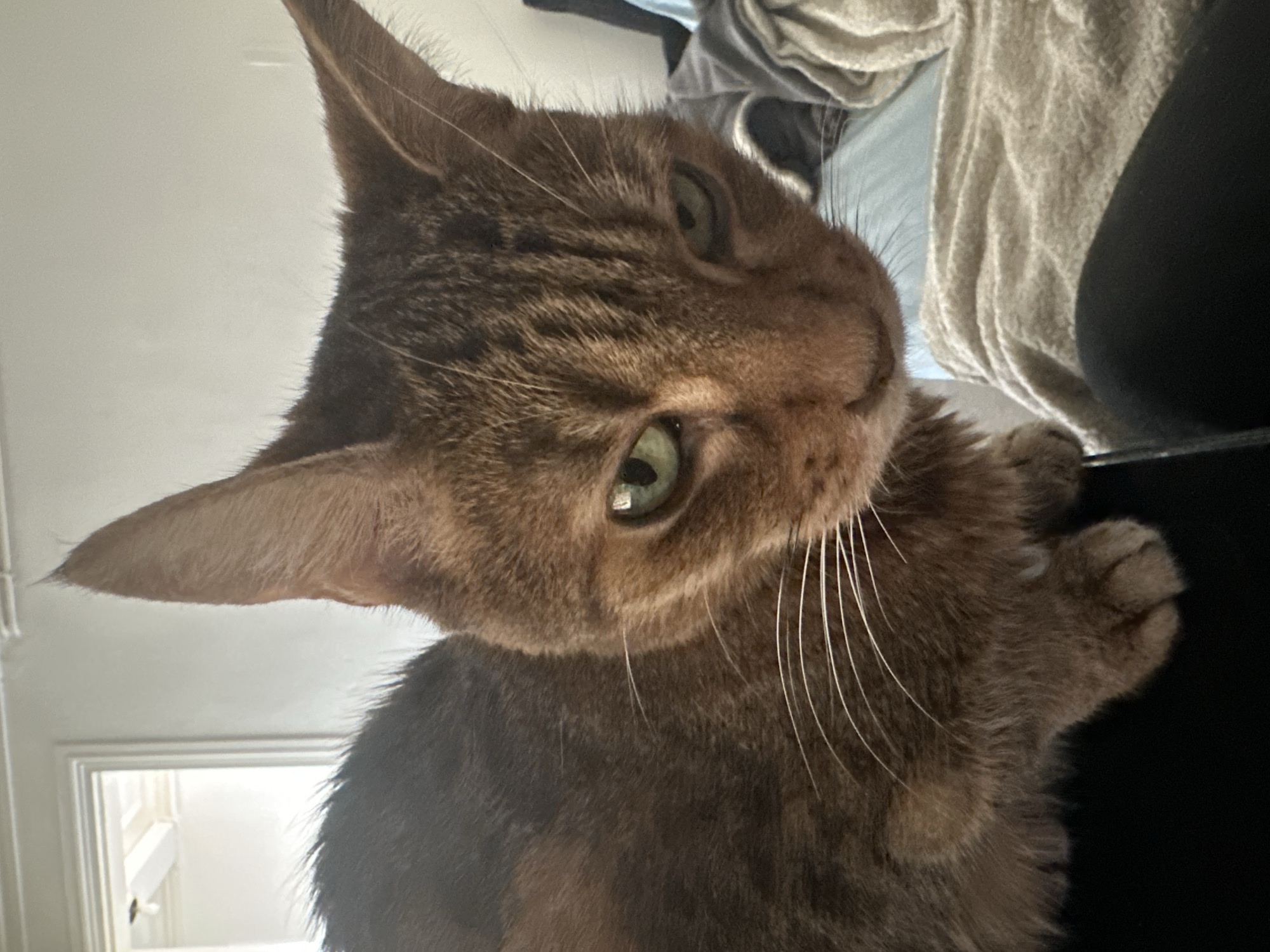 A close-up, low-angle indoor shot shows a tabby cat with green eyes looking down and to the right of the camera. The cat's fur is primarily brown with darker stripes. Its whiskers are long and white. The cat is positioned on what appears to be dark fabric in the foreground, and its body extends to the left. In the background, a blurred scene includes a doorway with a ceiling fan visible, a white wall, a light blue surface, and beige and gray blankets or fabric. The image does not provide any information or context to suggest a location in Paris, France.