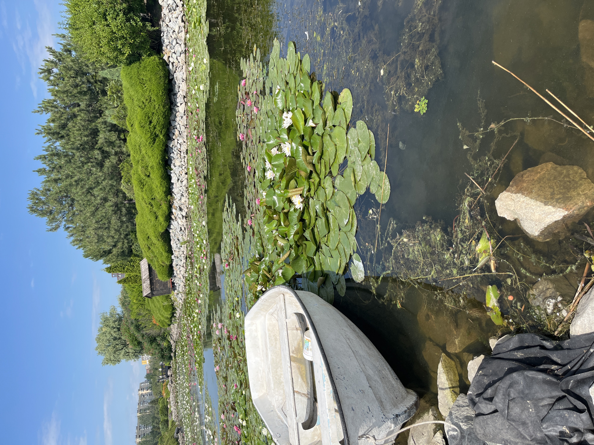 This is a photograph of a pond filled with water lilies and lily pads. In the foreground, a white rowboat is partially submerged at the edge of the pond, resting on rocks and black sheeting. The pond is surrounded by lush green vegetation, including trees and bushes. In the background, there are buildings and a clear blue sky. The scene appears to be a park or botanical garden. The location is identified as the Dnipro Botanical Garden in Dnipro, Ukraine. There are no people visible in the image.