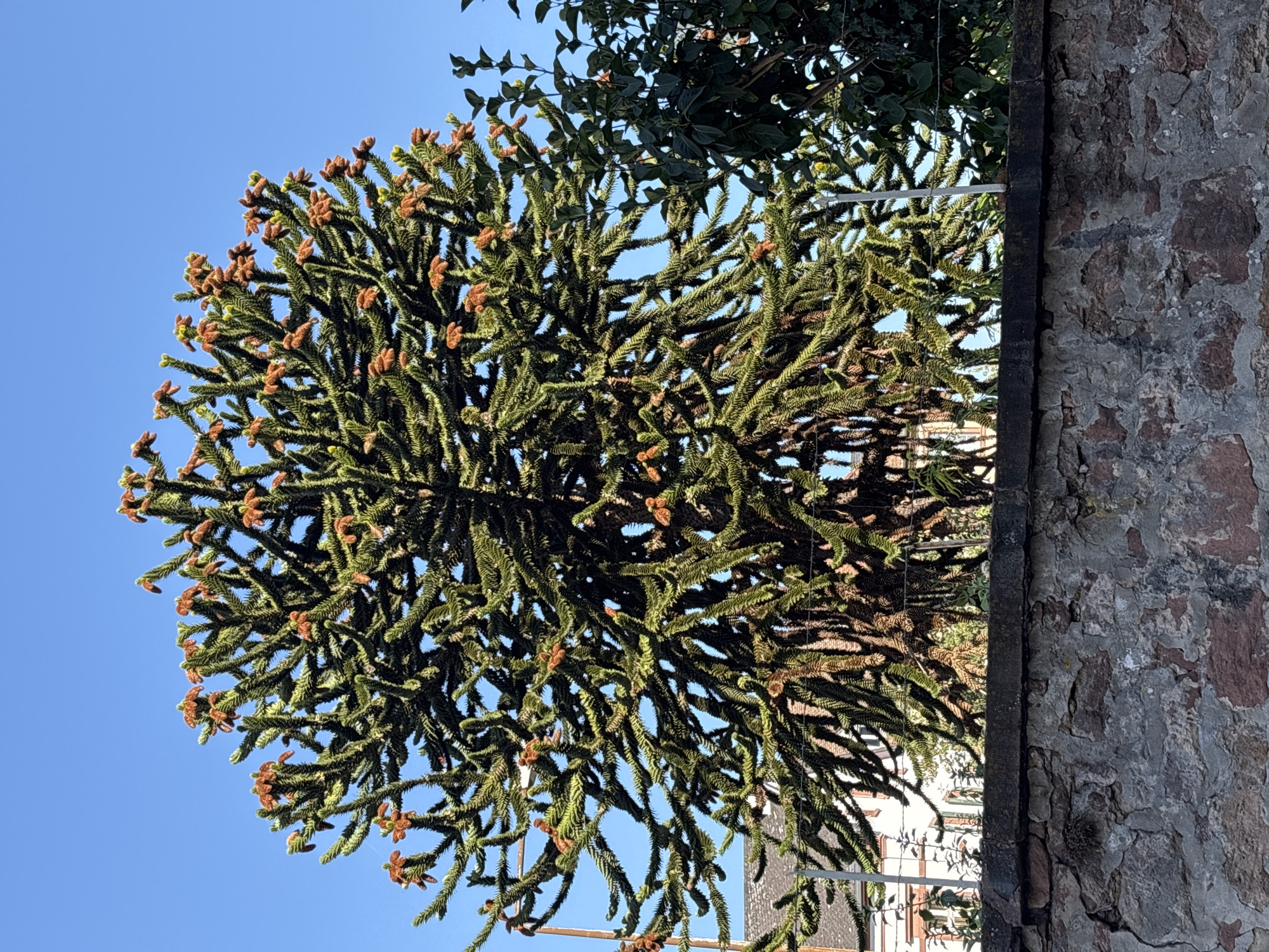 A large monkey puzzle tree, with its distinctive spiraling branches covered in sharp, green needles and small, reddish-brown cones, dominates the frame against a clear blue sky. The tree's lower trunk is thick and textured, while the branches spread outwards in a symmetrical, tiered fashion. In the background, a house with a tiled roof and some greenery are visible. In the foreground, a rough stone wall runs horizontally across the bottom of the image, separating the viewer from the tree. A metal fence runs along the top of the wall, partially obscuring the base of the tree. The lighting suggests it is daytime, with shadows cast by the tree's branches.