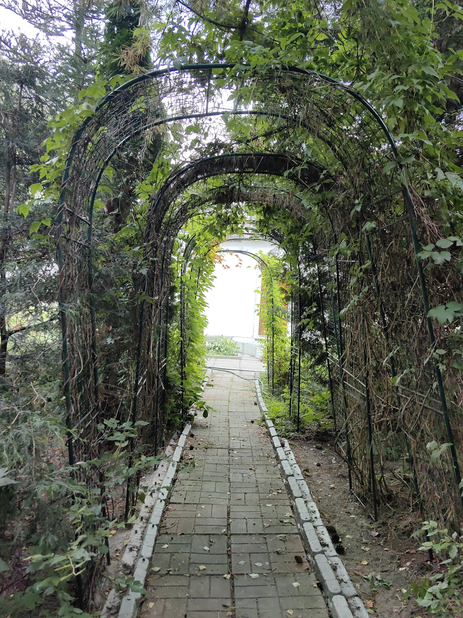 The image depicts a walkway lined with arched trellises covered in green foliage, creating a tunnel-like effect. The walkway is paved with light-colored rectangular bricks and bordered by a low concrete barrier. The trellises are constructed of dark metal frames, with some sections supporting dry, woody vines and others adorned with lush green leaves. Beyond the trellises, tall trees with dense foliage are visible on either side. The path leads towards a bright, sunlit opening framed by an archway, suggesting an exit or entrance to a more open area. The overall impression is of a garden path within a verdant, possibly overgrown, setting. The image is taken from a low angle, looking down the path. There are no people or animals visible in the scene.