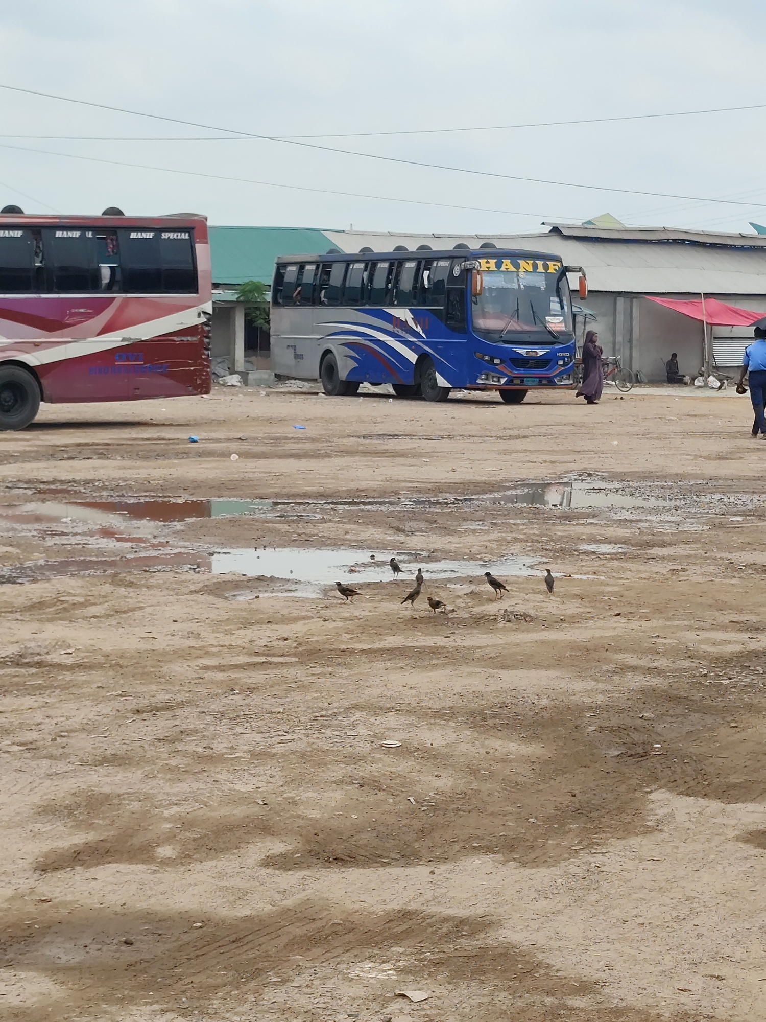 The image shows a dirt lot in Hatikumrul, Bangladesh. Two buses with the name "Hanif" are parked, one red and one blue. A woman in a purple garment walks near the blue bus, while a man in a blue uniform walks on the right. Several birds are scattered in the foreground puddles. In the background, people are seated near a building with a red awning. Power lines crisscross the sky.